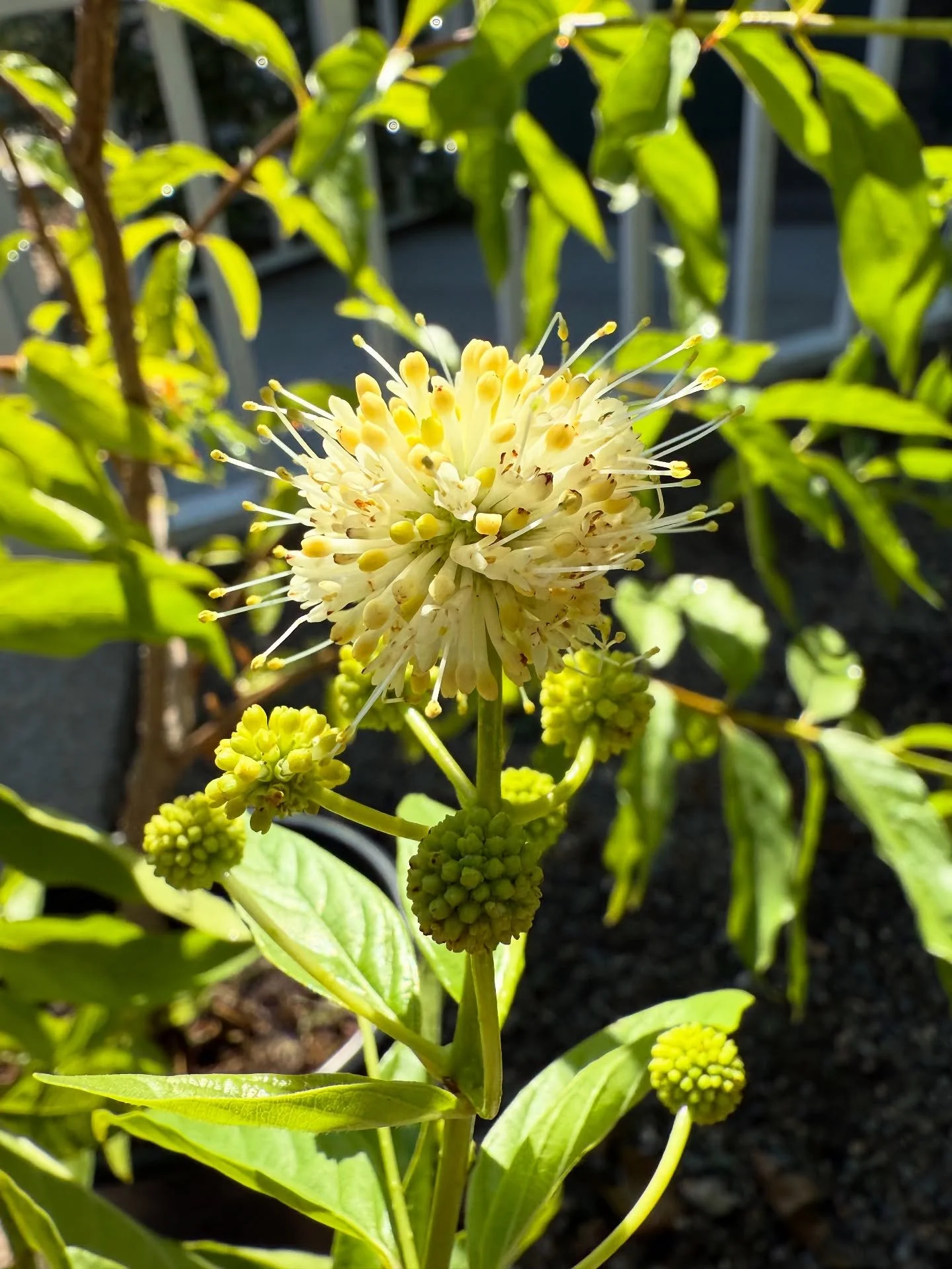 Cephalanthus Occidentalis (California Button Bush) is a deciduous large shrub to small tree native to the Central Valley of California. This plant is important to wetland conservation projects across the state and to our native bees and butterflies. 