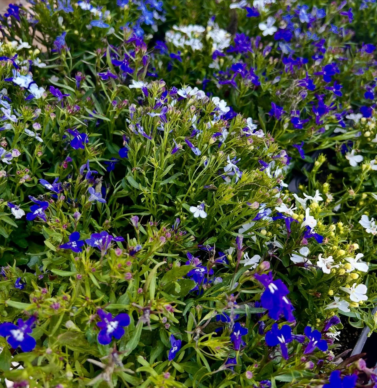 We got in some stunning flats and quarts. Come check out all the color we got in!

#annualflowers #flowers #fresnocalifornia #cloviscalifornia