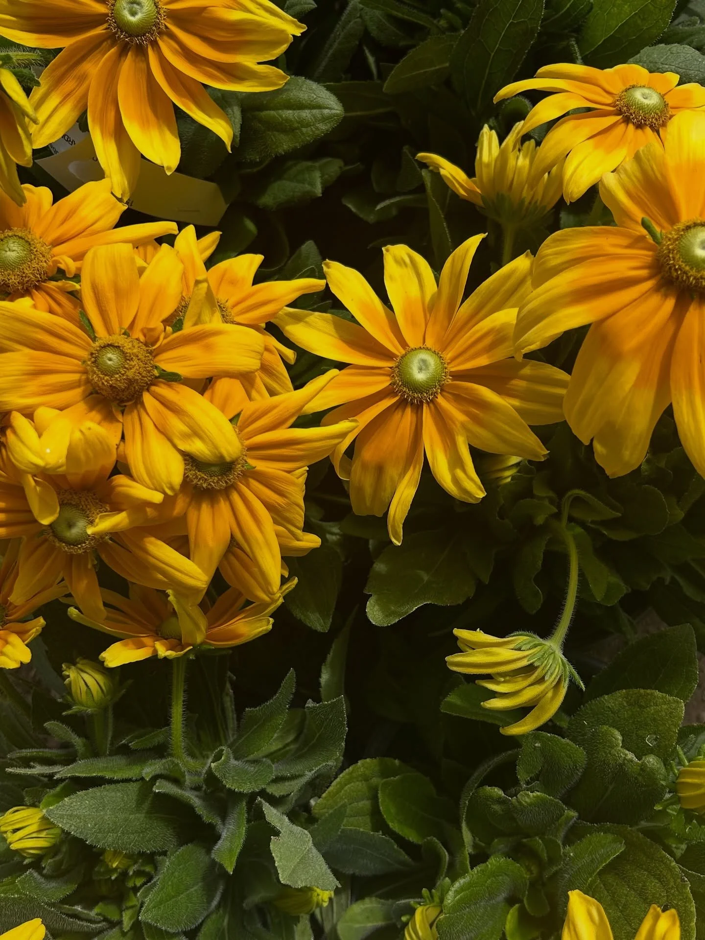 Latest arrivals: 10/1

#latestarrivals #plantnursery #cloviscalifornia #fresnocalifornia