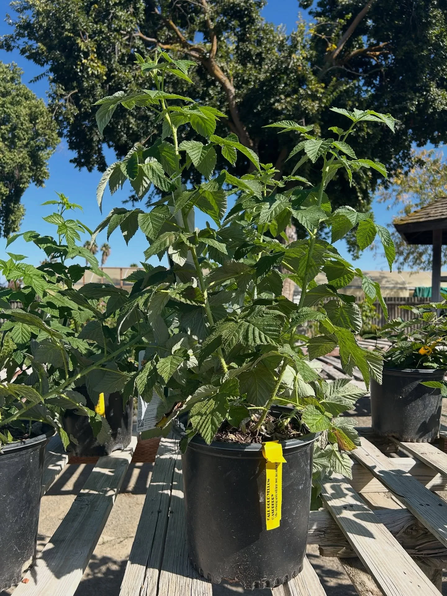 We have raspberry, blueberry, and blackberry bushes all in stock right now! Stop by the nursery or give us a call to see what we have in stock.