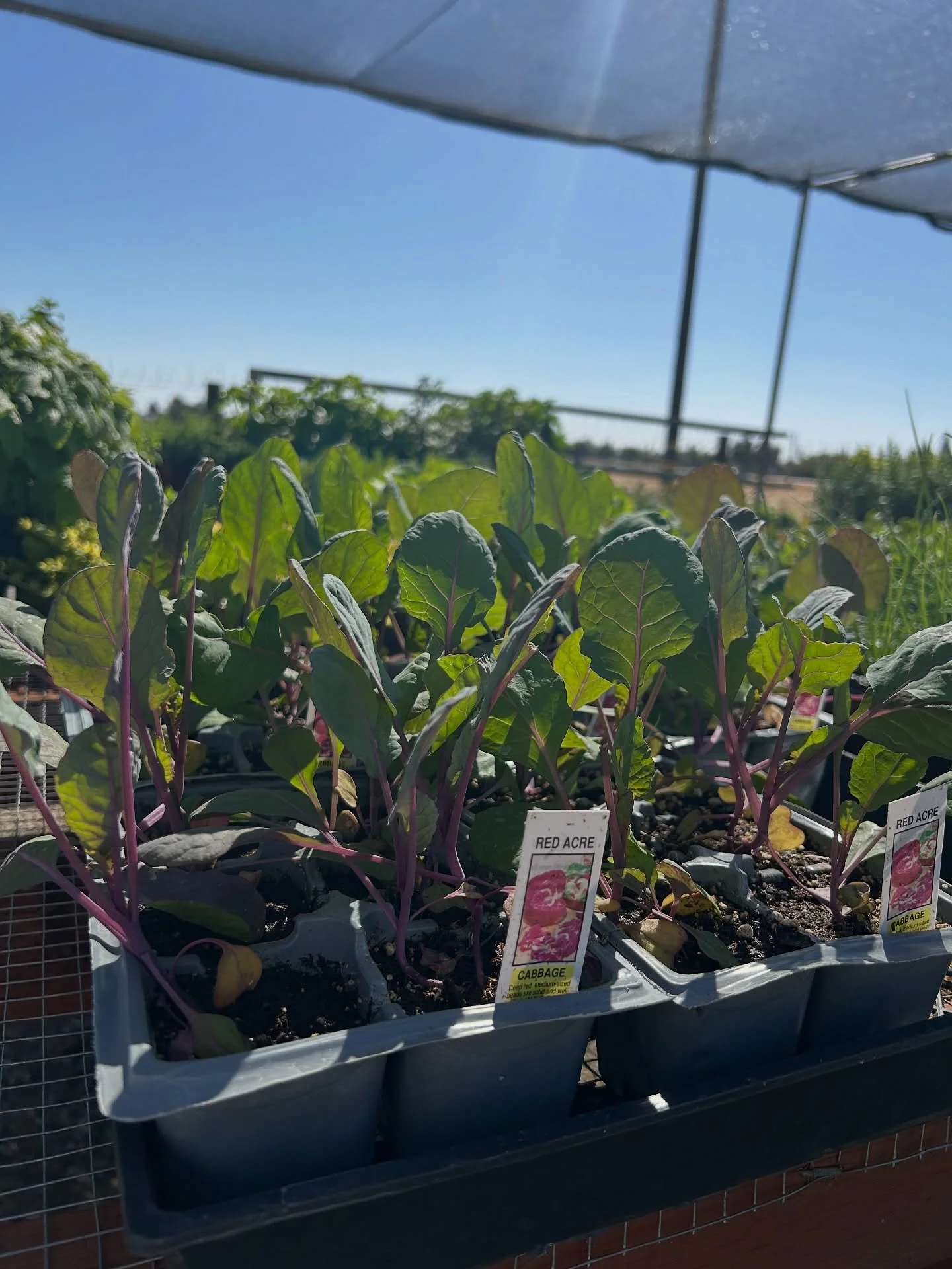We have vegetables and herbs in stock. Pick them up before they are gone. Winter veggies go quick so stop by the nursery today!