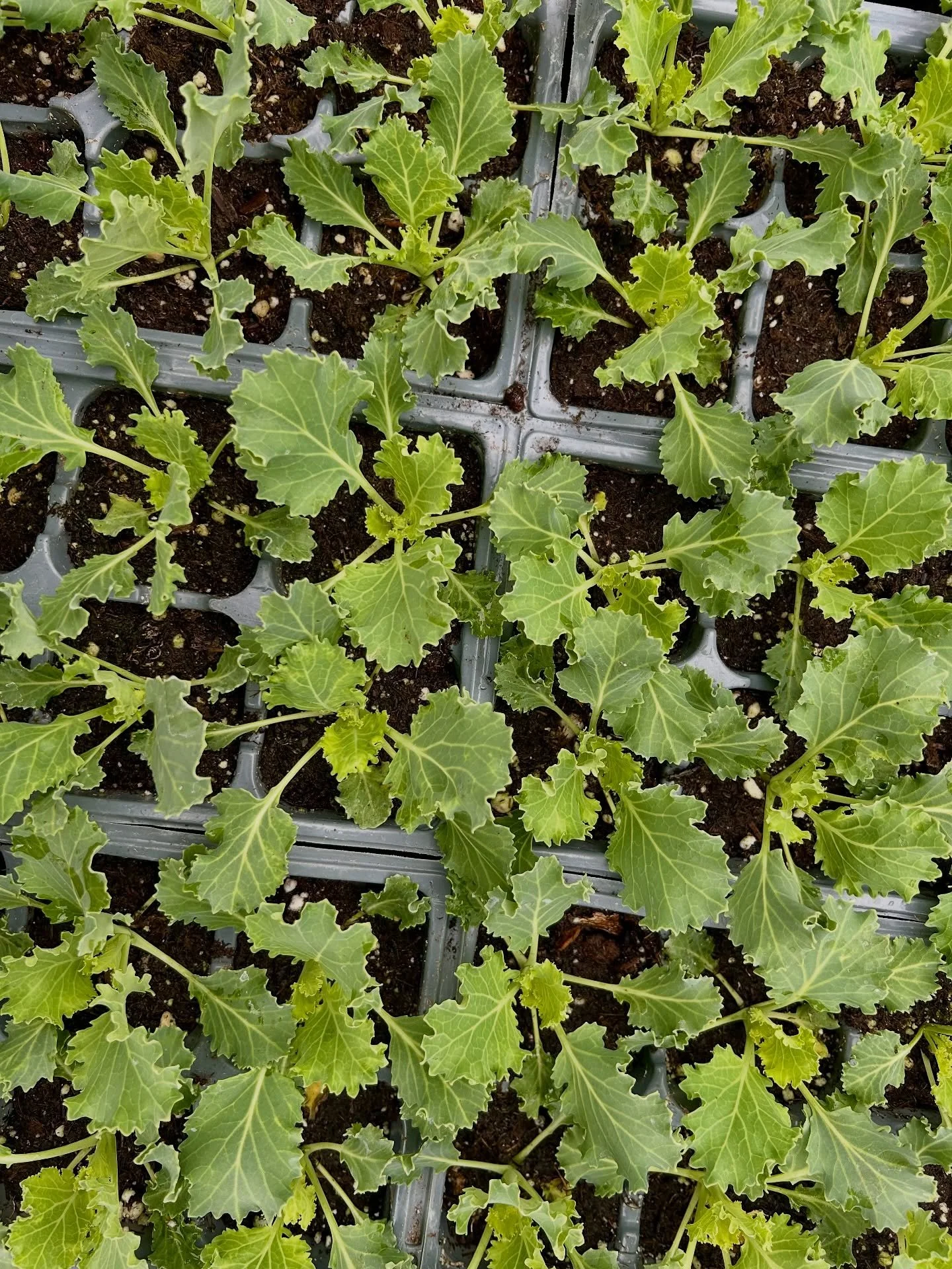 Latest delivery: 10/13

#plantnursery #winterannuals #wintervegetables #winterveggies #fresnocalifornia #cloviscalifornia