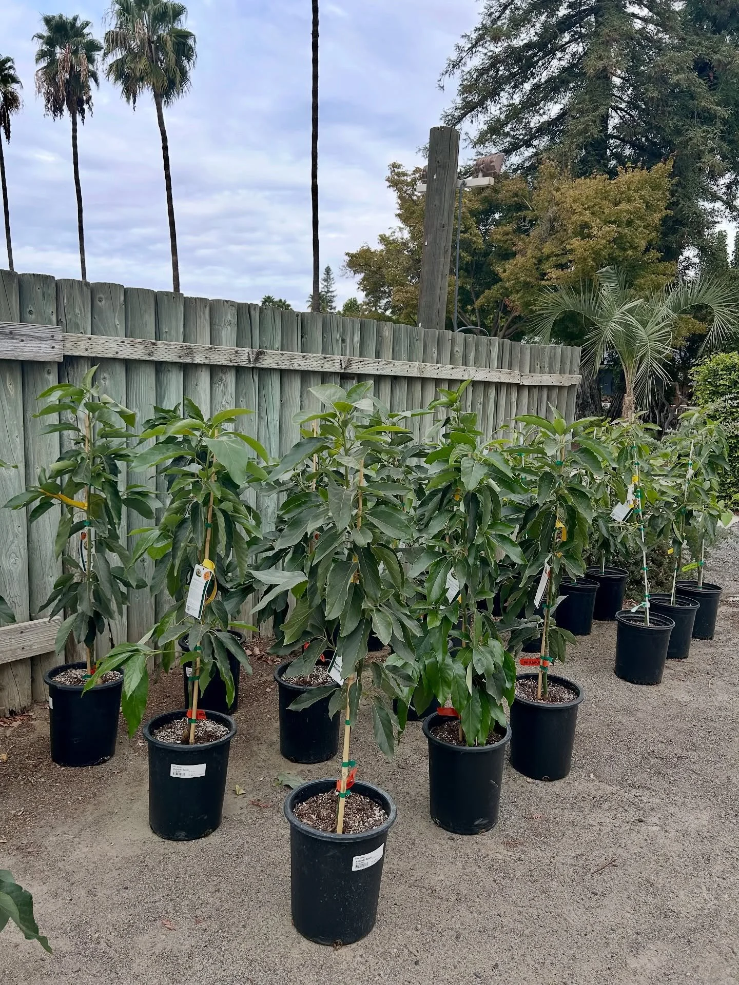 Back in stock citrus and avocado! We have a good selection to choose from. Give us a call or stop by to check out what we have in stock. 

#plantnursery #citrustree #avocadotree #fresnocalifornia #cloviscalifornia