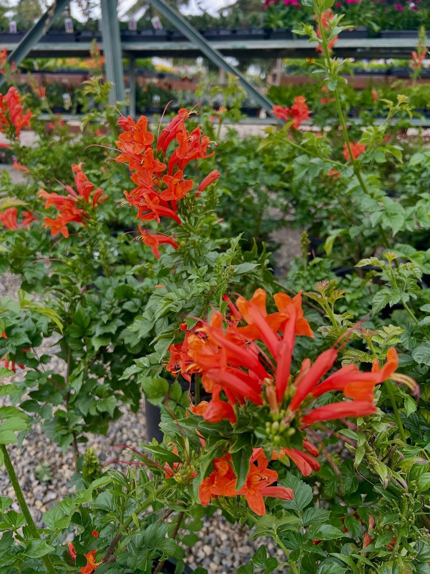 We got these beautiful Tecoma Capensis in. You should stop by and check them out. 

#tecomacapensis #capehoneysuckle #plantnursery #fresnocalifornia #cloviscalifornia