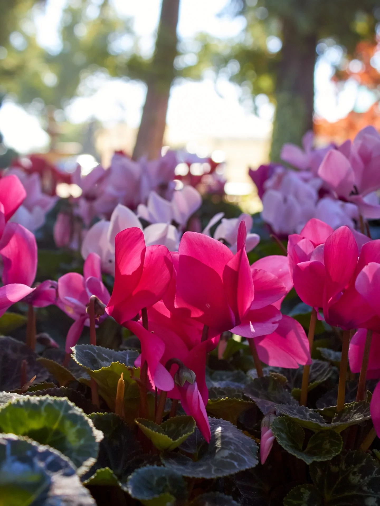 Looking for cyclamen? We have these beautiful 4&rdquo; pot cyclamen in stock. Stop by and give them a new home!

#winterannual  #cyclamen #plantnursery #fresnocalifornia #cloviscalifornia