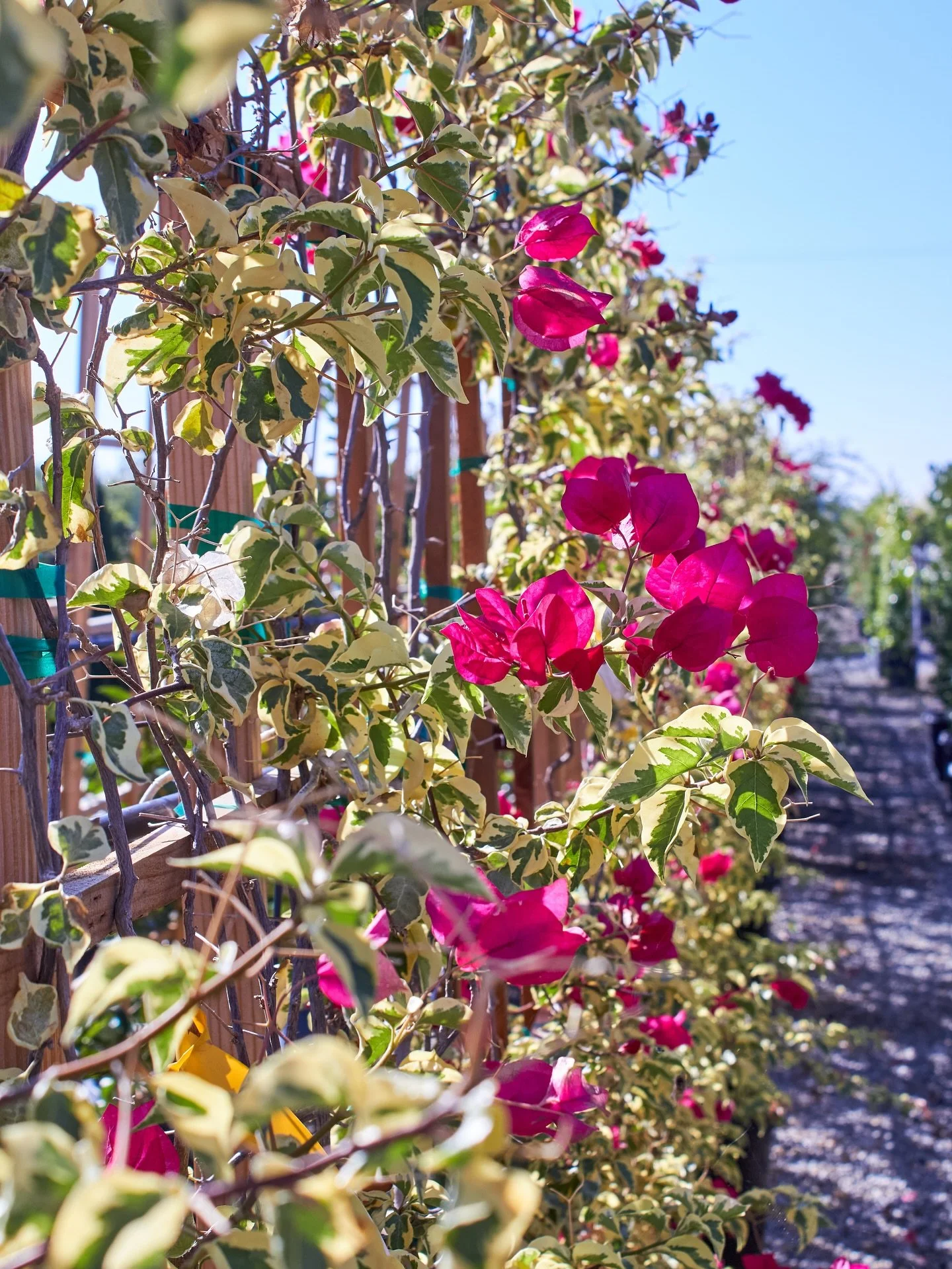 These trellis bougainvillea is stunning! 
#bougainvillea #plantnursery #fresnocalifornia #cloviscalifornia
