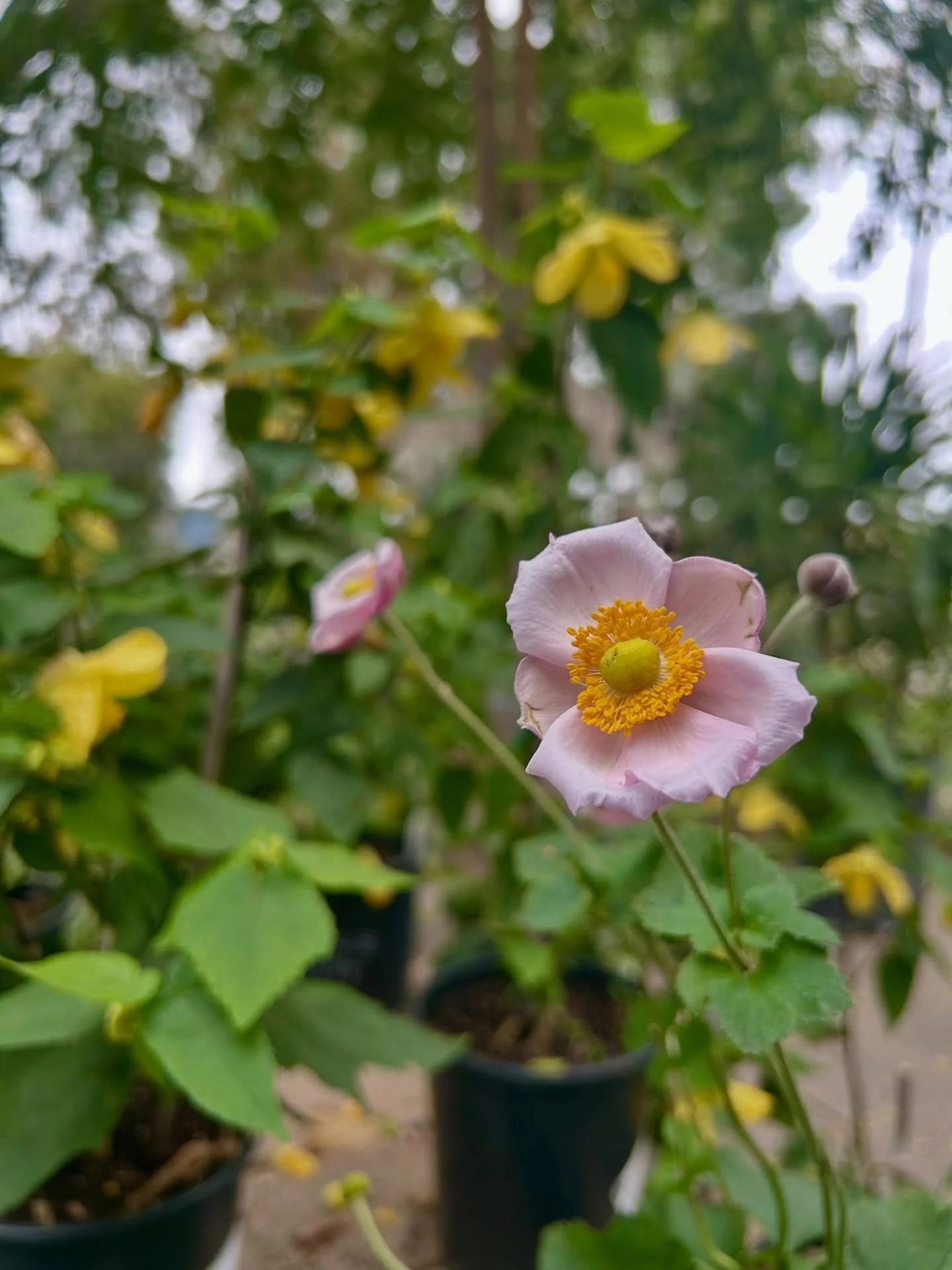 We have these beautiful 1g Anemone September Charm in. Stop by to check them out!