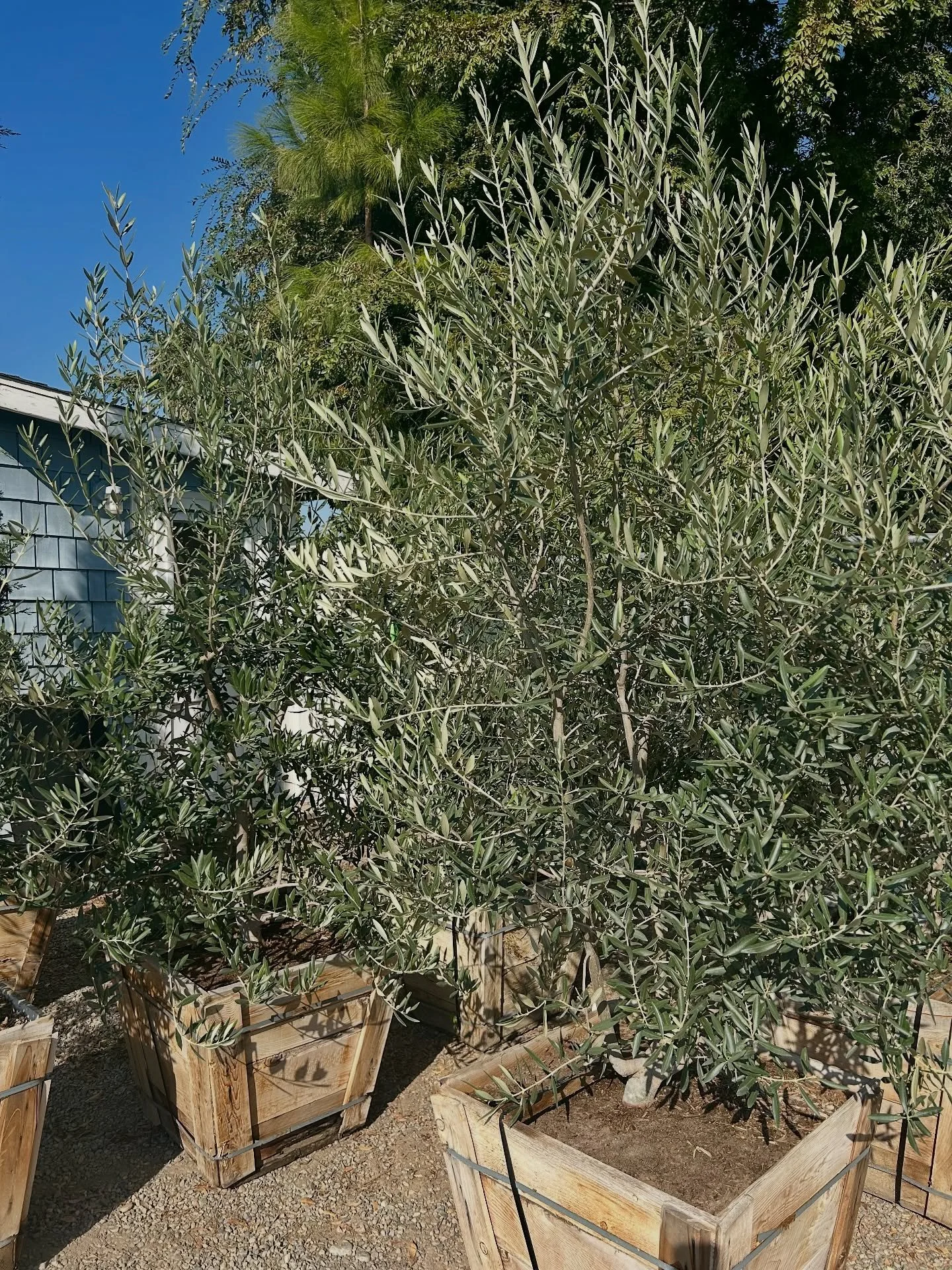 Just in: 10/31

#newstock #plantnursery #fresnocalifornia #cloviscalifornia