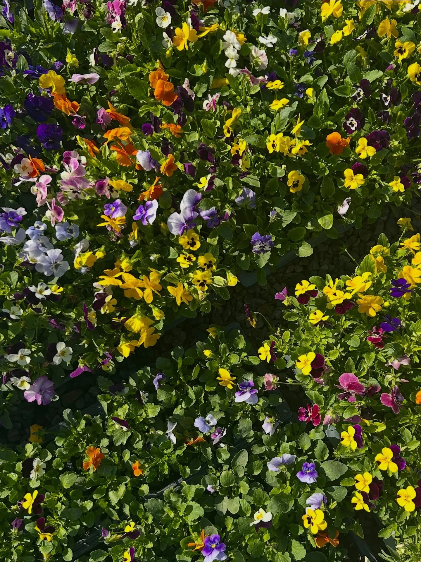 We got a fresh stock of flats. Aren&rsquo;t these colors beautiful!

#annualflowers #winterannuals #fresnocalifornia #cloviscalifornia
