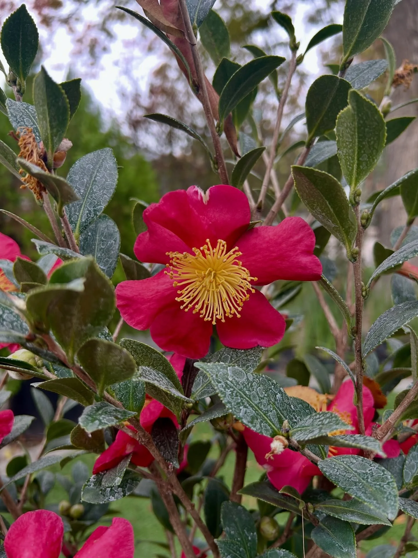 We have these beautiful Yuletide Camellias in stock. These camellias are a winter bloomer that has incredible color perfect for the holidays. 

#camellias #yuletidecamellia #fresnocalifornia