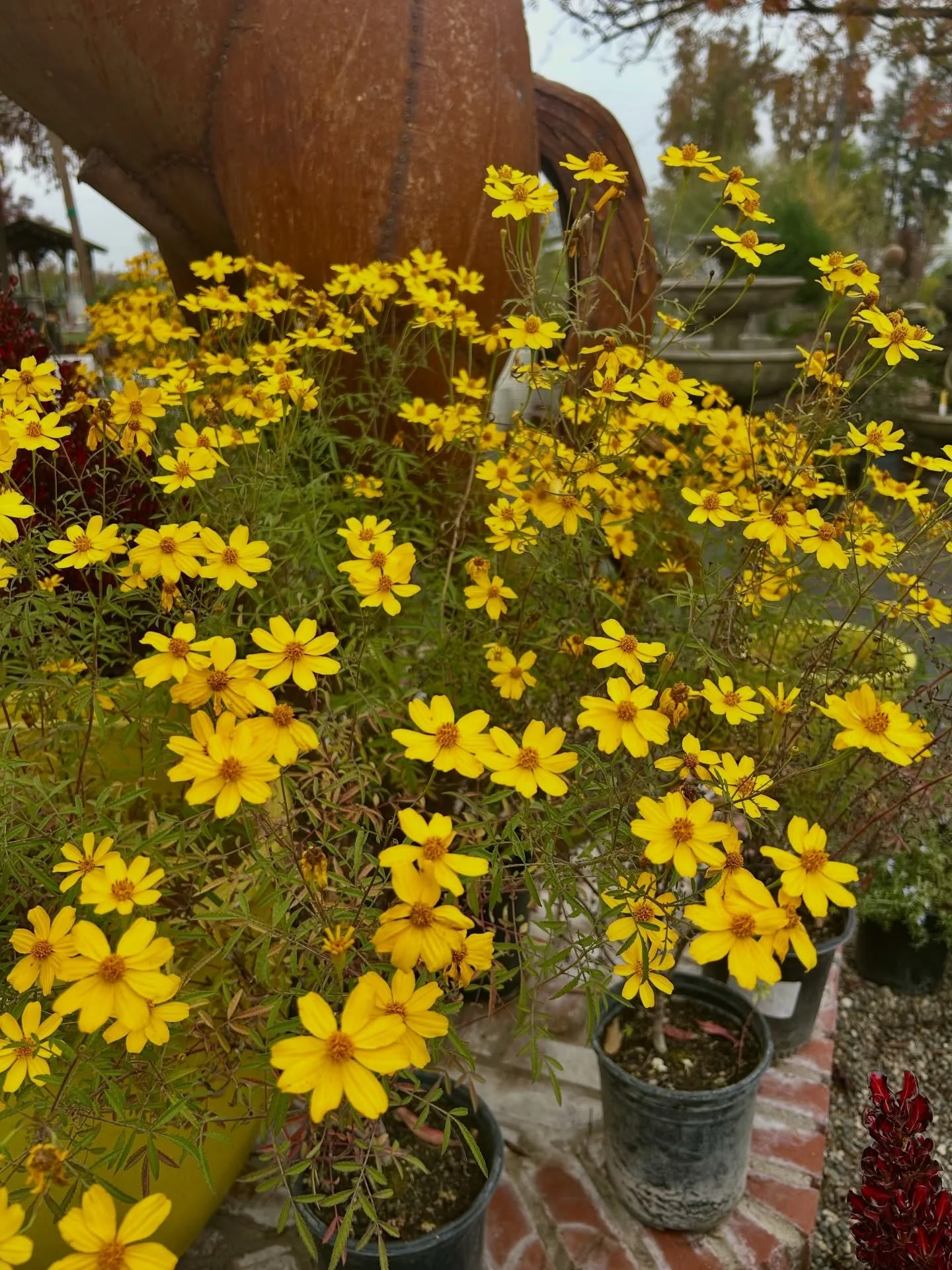 We have these Tagetes Lemmonii Mexican Marigold in stock right now. These have beautiful yellow blooms that flower through the fall and often winter. Stop by to check them out today.

#plantnursery #fresnocalifornia #cloviscalifornia