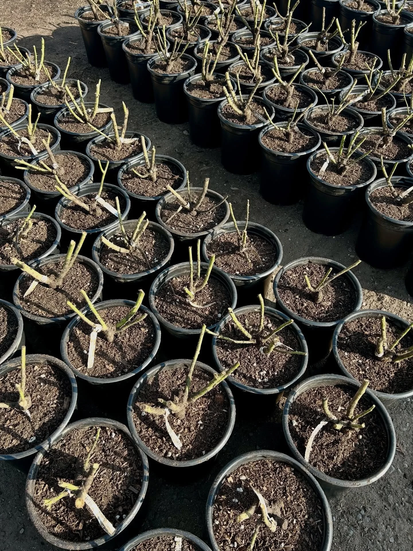 The crew is getting all the roses ready for the start of the year. They are working hard so your yard can look incredible come the spring.

#roses #fresnocalifornia #cloviscalifornia