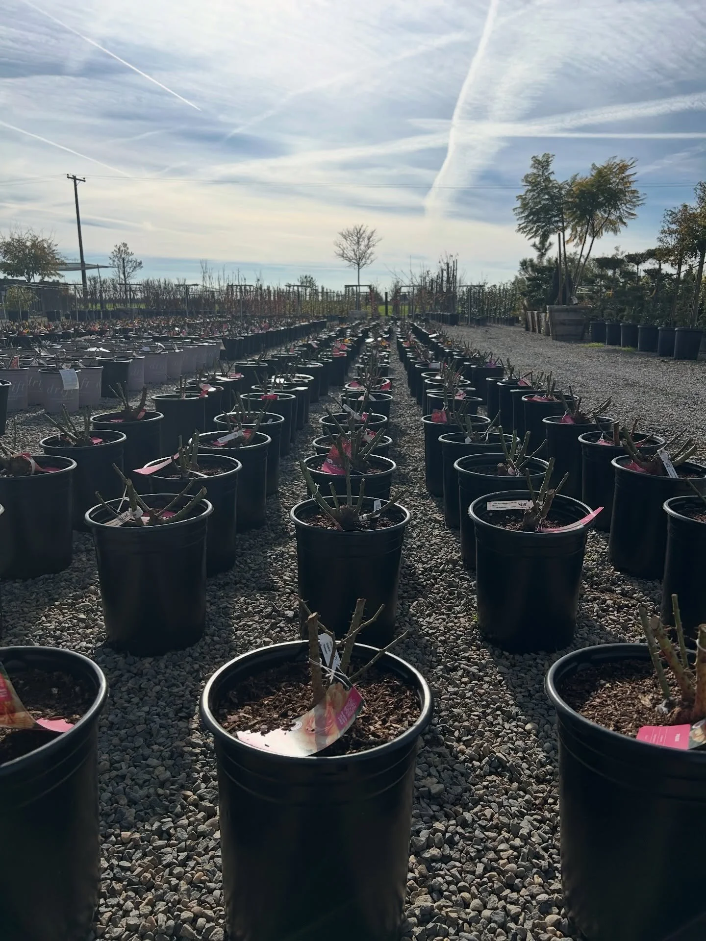 Rows on rows on rows of roses. Stop by to check out what we got in stock.