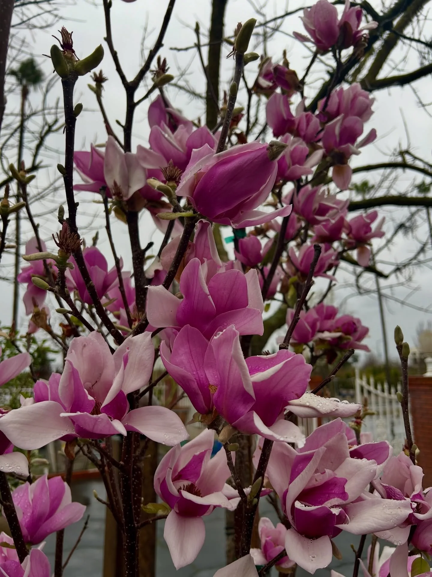 We have these beautiful magnolia trees in stock right now. Stop by the check them out.

#magnolia #magnoliatree #fresnocalifornia #cloviscalifornia