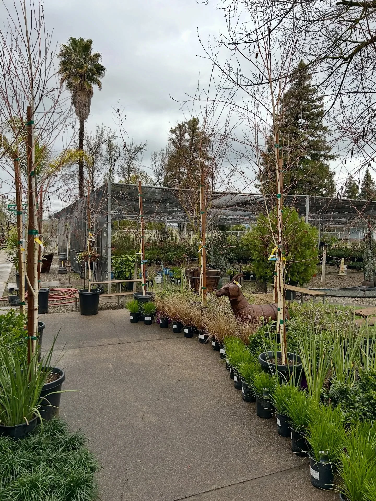 Sale!!! We have these 15g European White Birch on sale for 25% off the original price. Stop by the check them out! 

#whitebirch #europeanwhitebirch #fresnocalifornia #cloviscalifornia #fresnobusiness