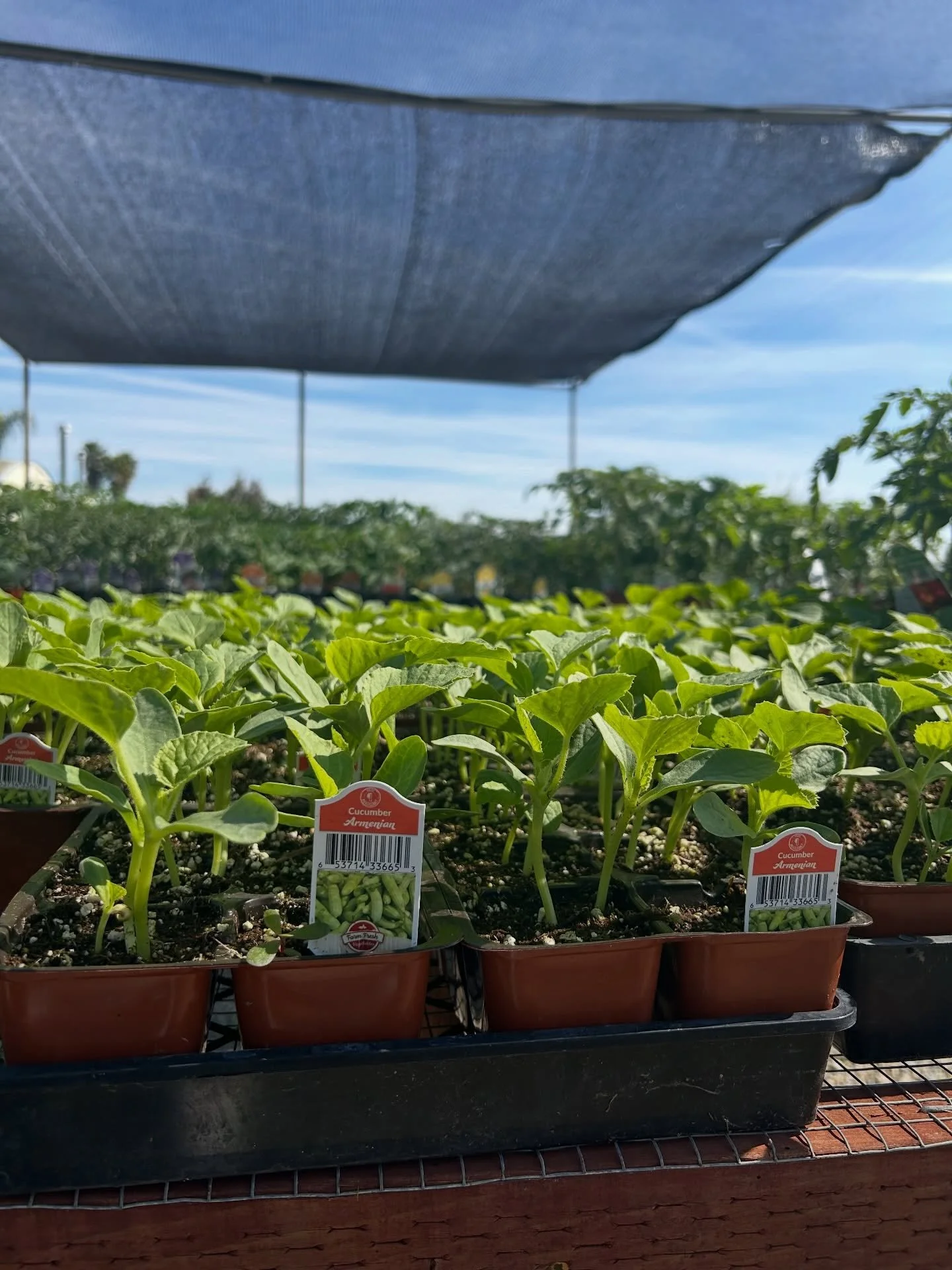They are finally in!! We have fruits and veggie starts in stock right now. 

#fruitstarts #veggiestarts #fresnocalifornia #cloviscalifornia