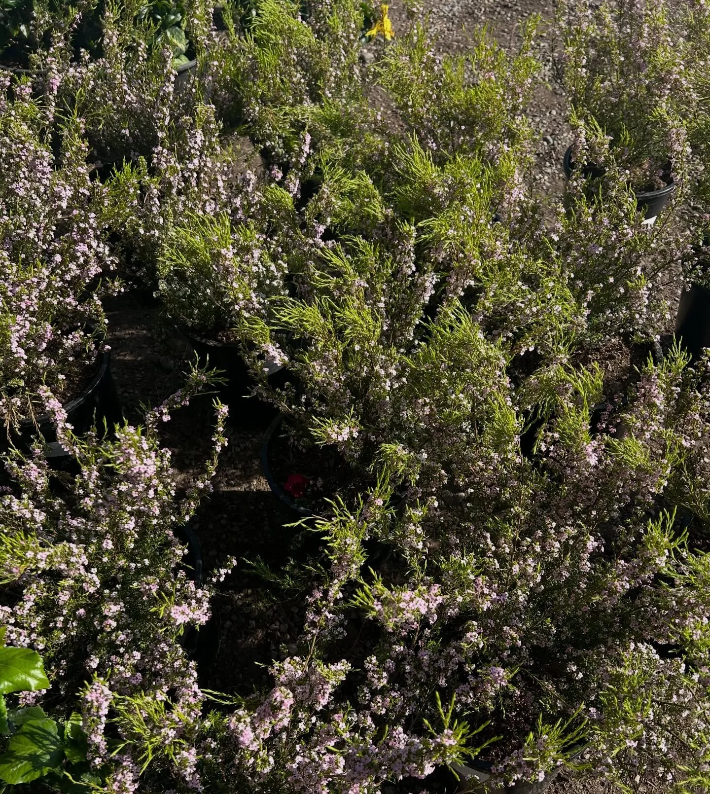 Latest arrivals: 2/27

#plantnursery #spring #fresno #clovis