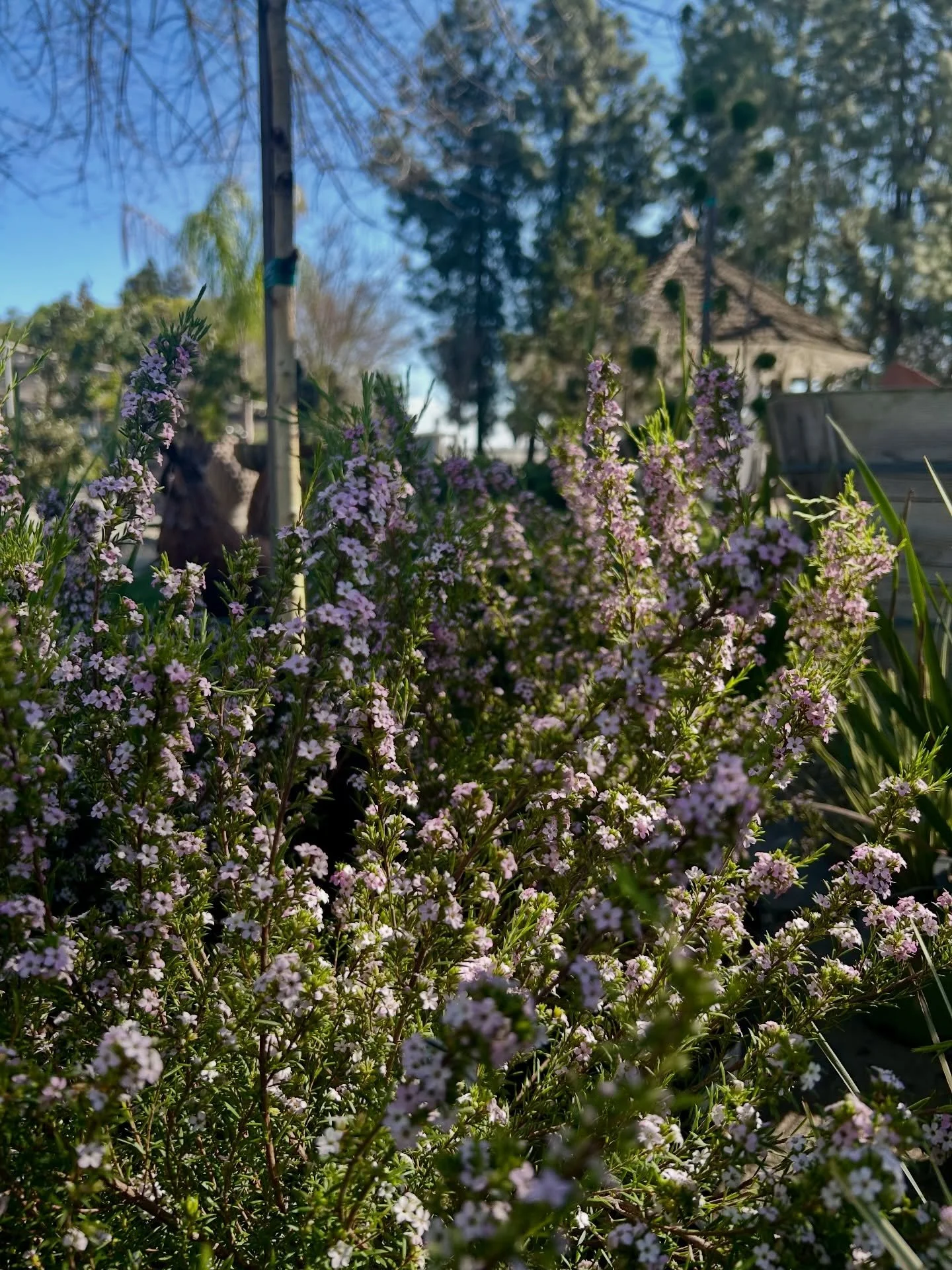 It&rsquo;s starting to look like spring around here.

#plantnursery #fresnocalifornia #fresno #clovis