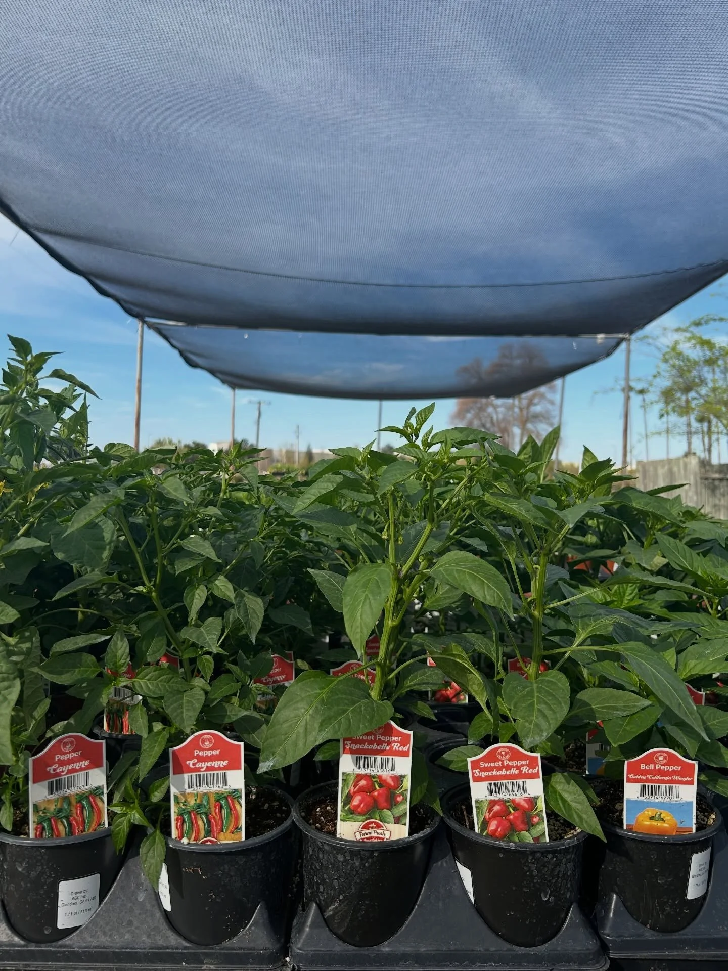 Remember we have our veggie and fruit starts in stock. Stop by to check out what we have!

#veggiegarden #plantnursery #fresno #clovis