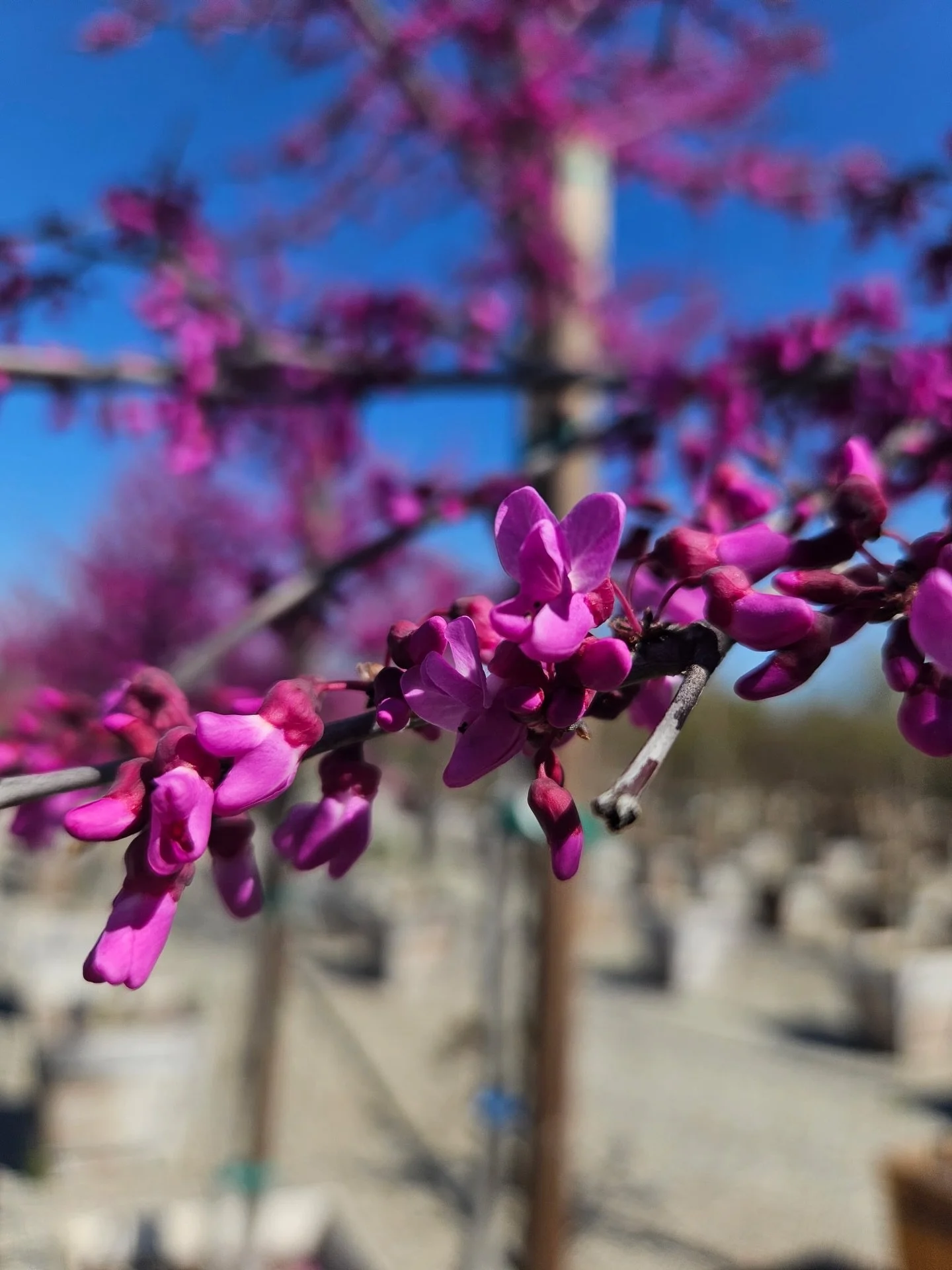 Look at how beautiful these Oklahoma Redbuds are. 

#plantnursery #redbudtree #fresno #clovis