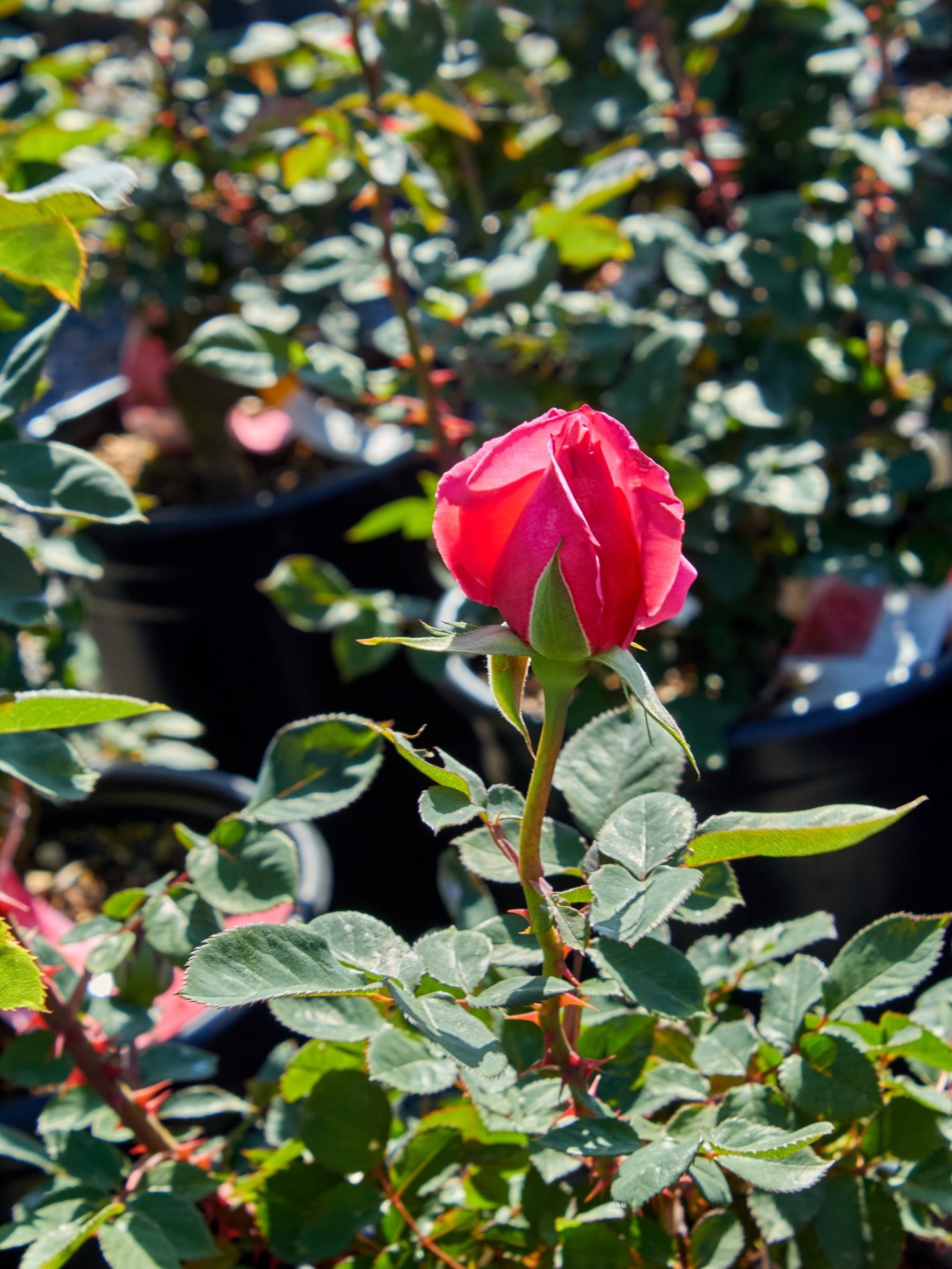 The roses are in bloom at the nursery. Stop by to pick out your favorite.

#roses #rosebush #fresnocalifornia #cloviscalifornia