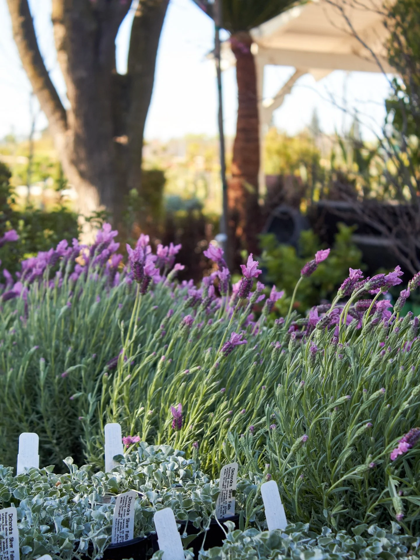 The nursery is looking real beautiful these days. 

#plantnursery #springblooms #fresnocalifornia #cloviscalifornia