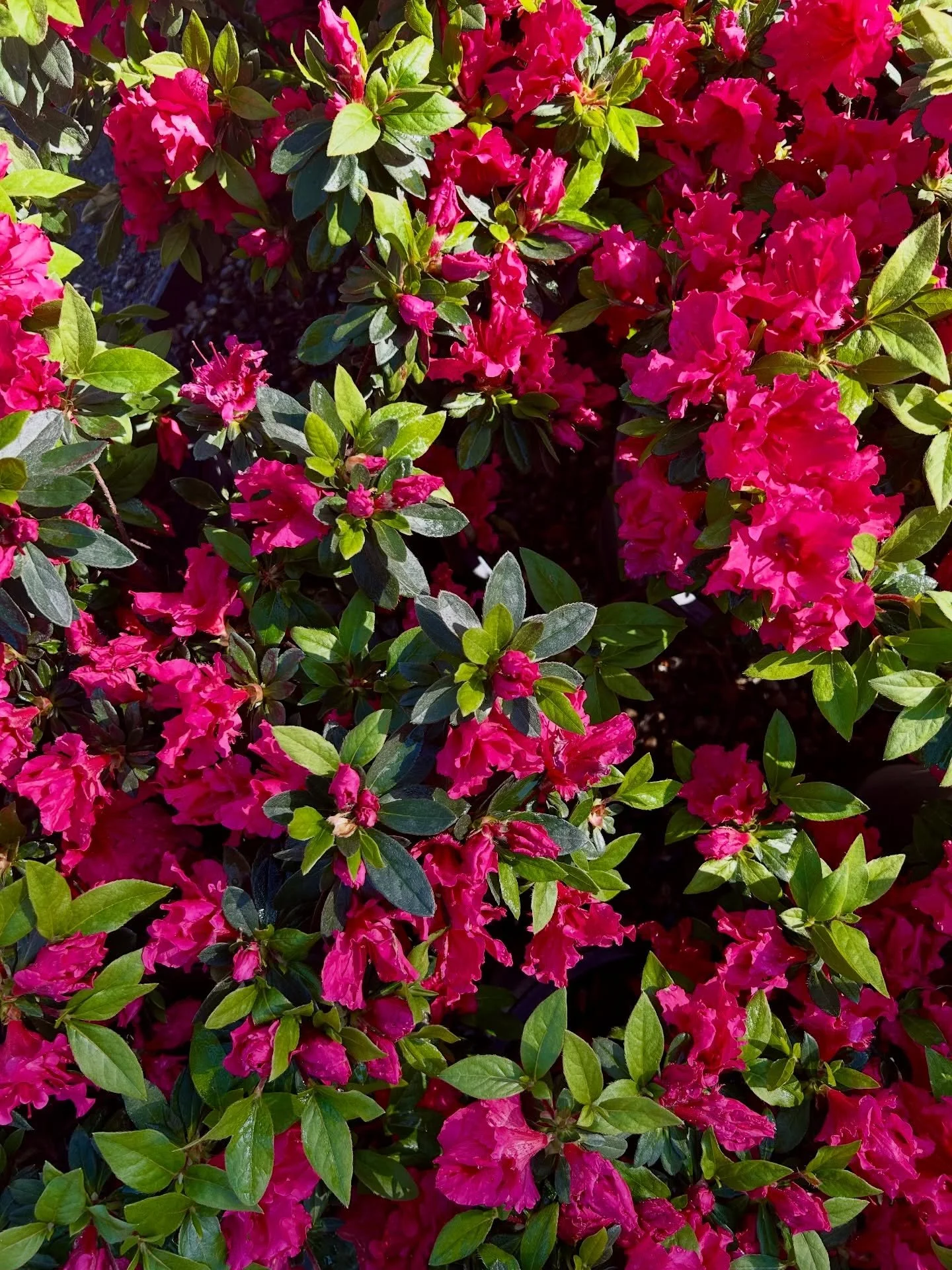 In bloom 🌺🌸🌺

#plantnursery #fresnocalifornia #cloviscalifornia