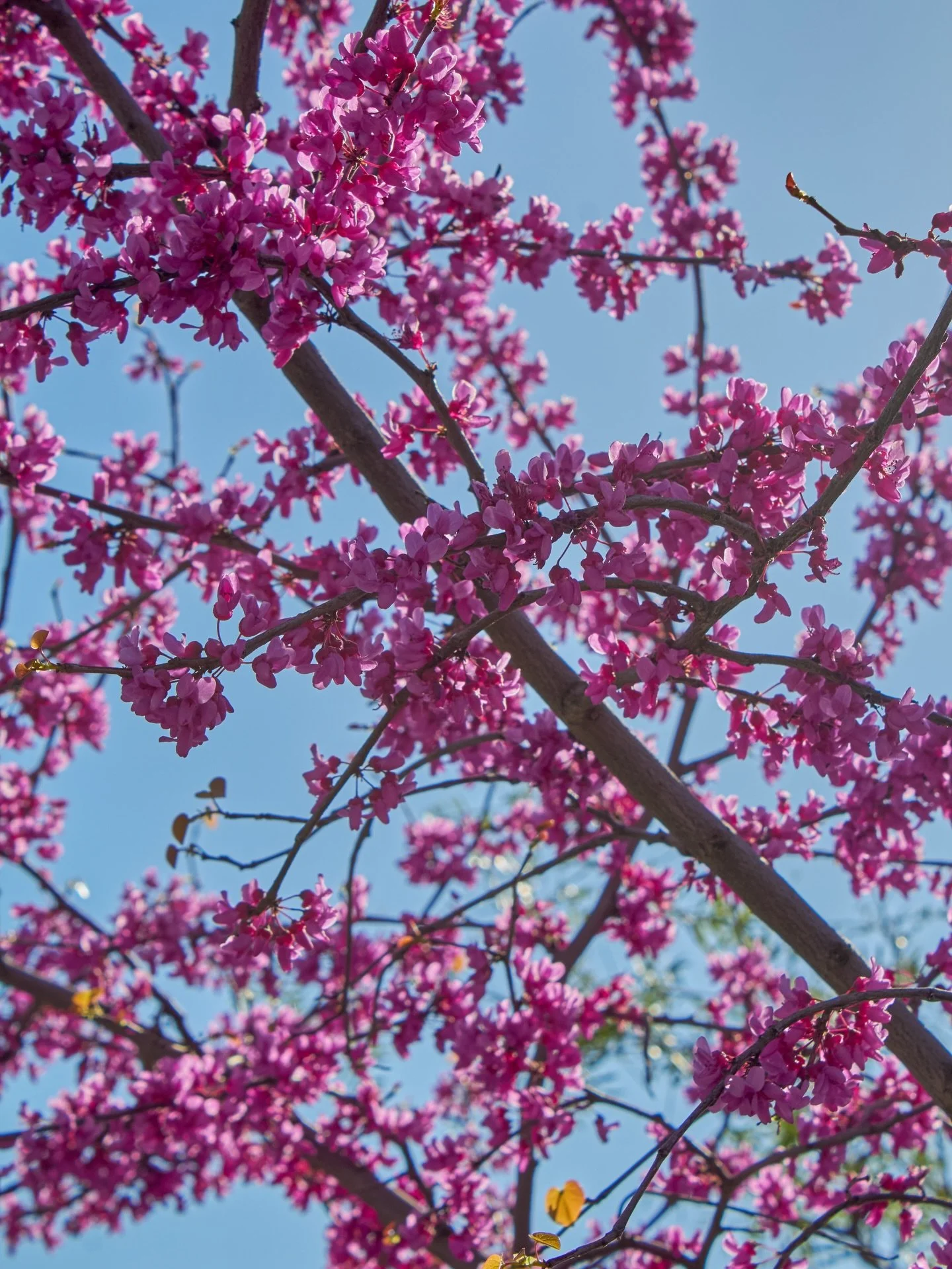 It&rsquo;s Redbud season! 

#oklahomaredbud #redbudtree #fresnocalifornia #cloviscalifornia