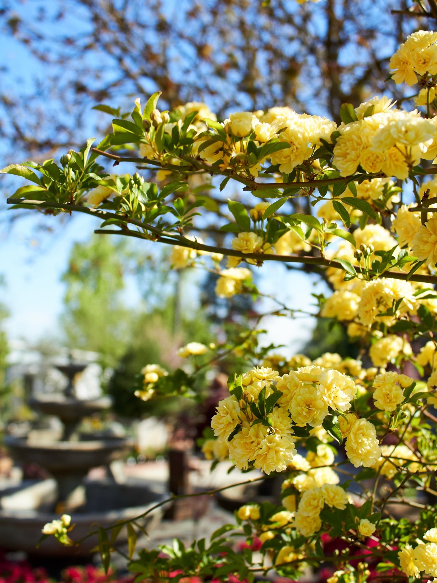 These Lady Banks roses are absolutely stunning right now! We currently have them available on stakes and on trellises. Stop by and check them.

#roses #ladybanksrose #bloomseason #fresnocalifornia #cloviscalifornia