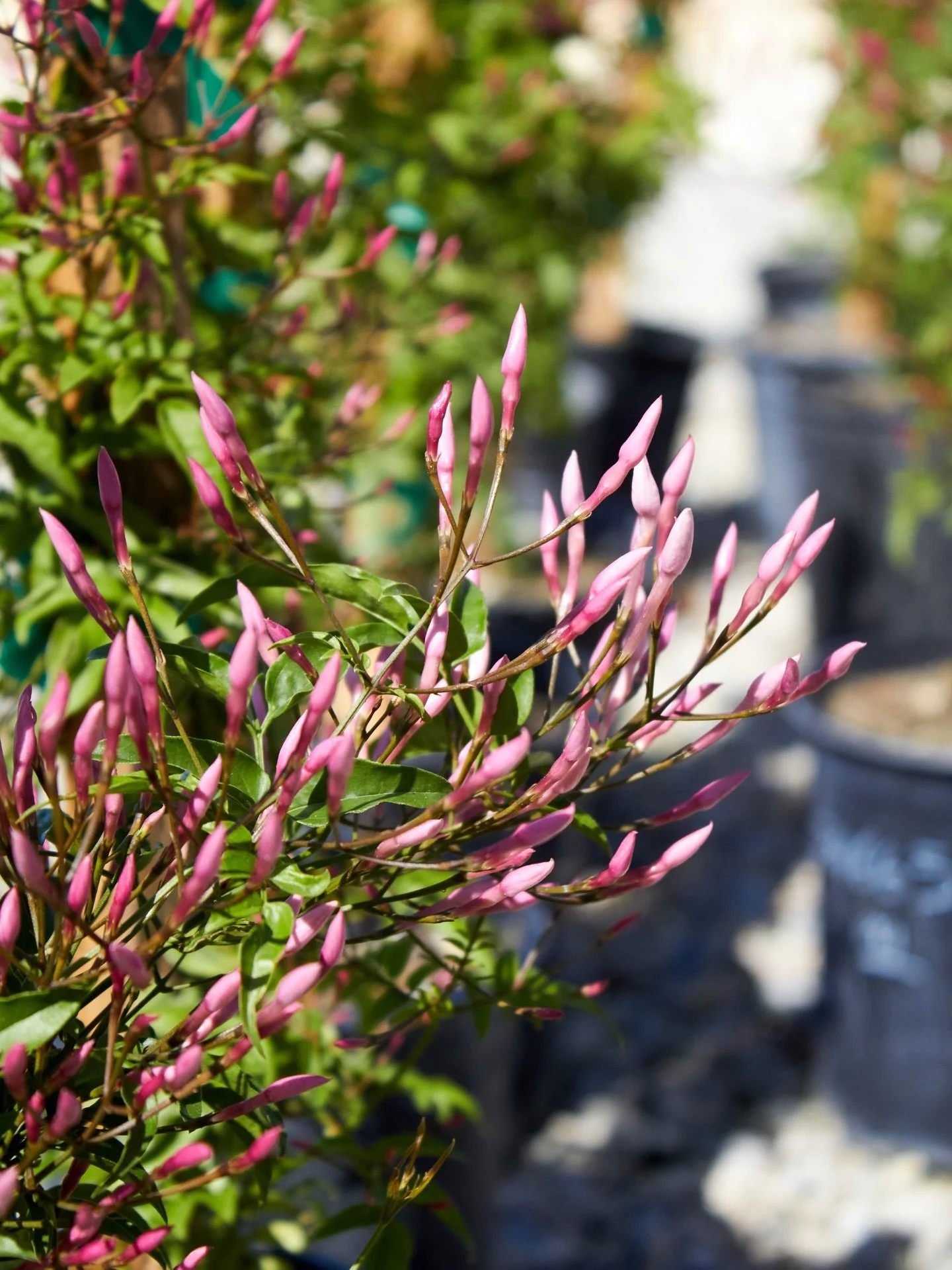 20% off all 1 gallon pink star jasmine!
