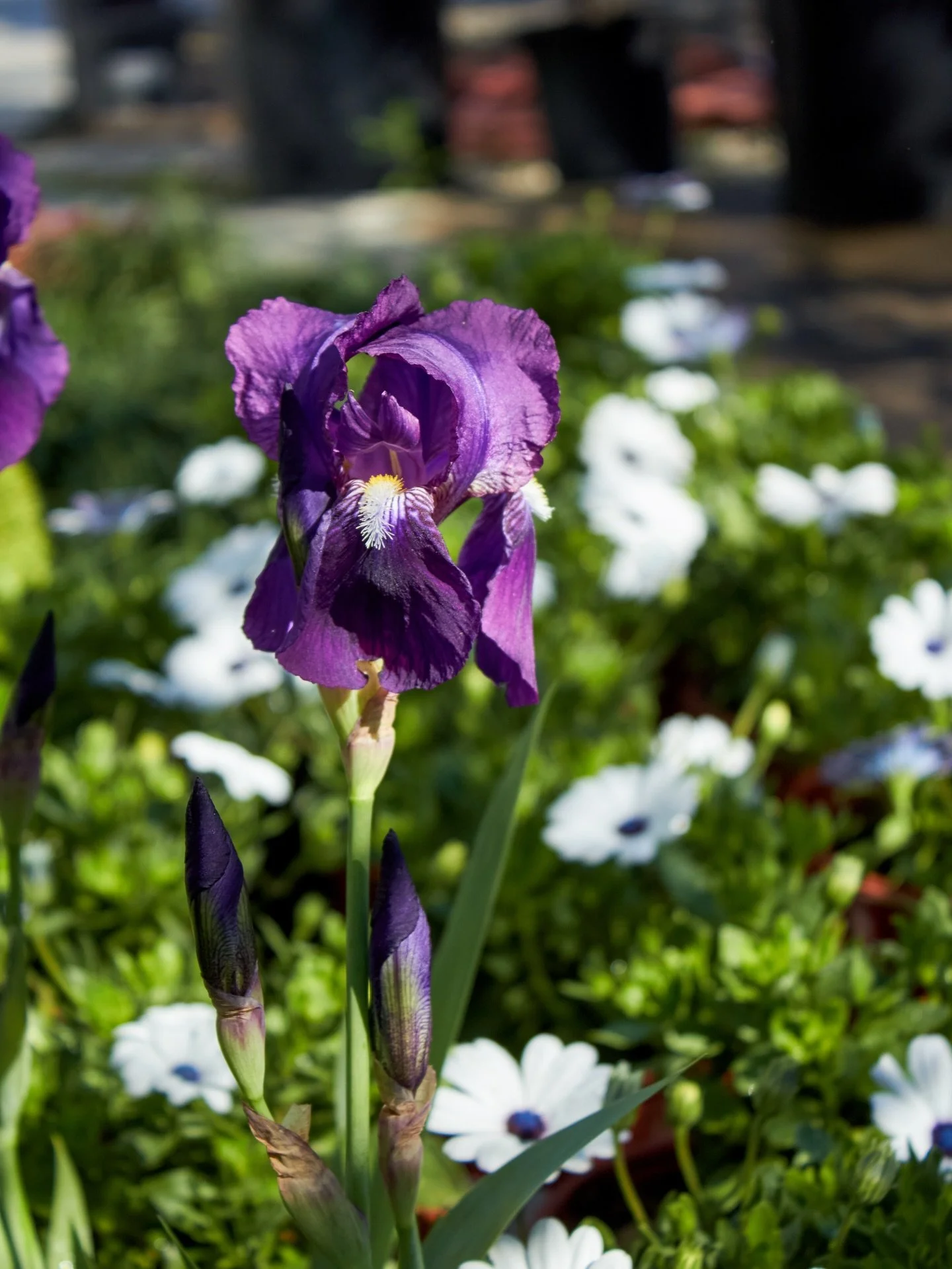 Lately around the nursery!

#plantnursery #springblossoms #flower #fresno #clovis