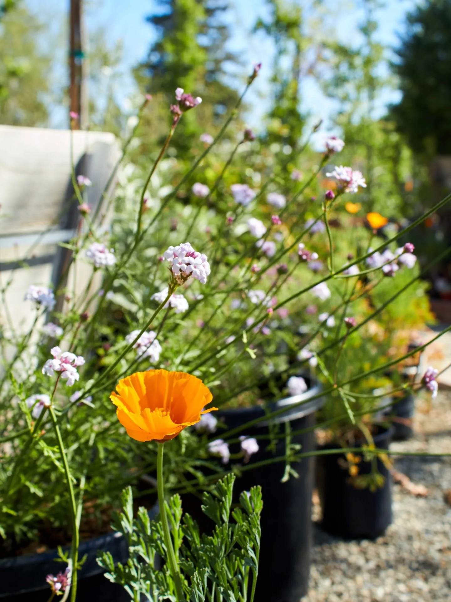California blooming.

#californiapoppy #californianativie #fresnocalifornia #cloviscalifornia