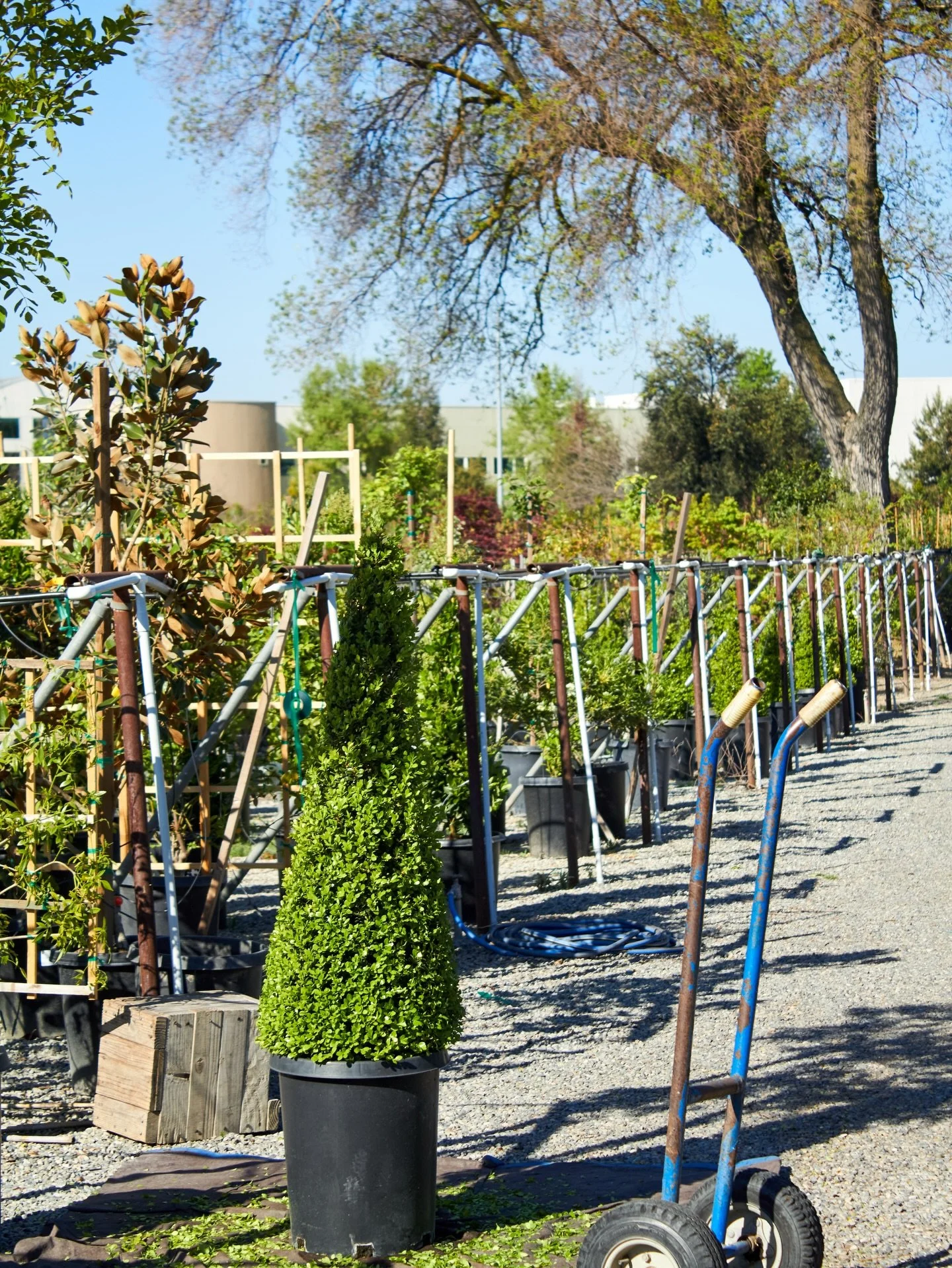 Even the topiaries need a haircut. 

#topiaries #boxwoodtopiary #topiarygarden #topiary