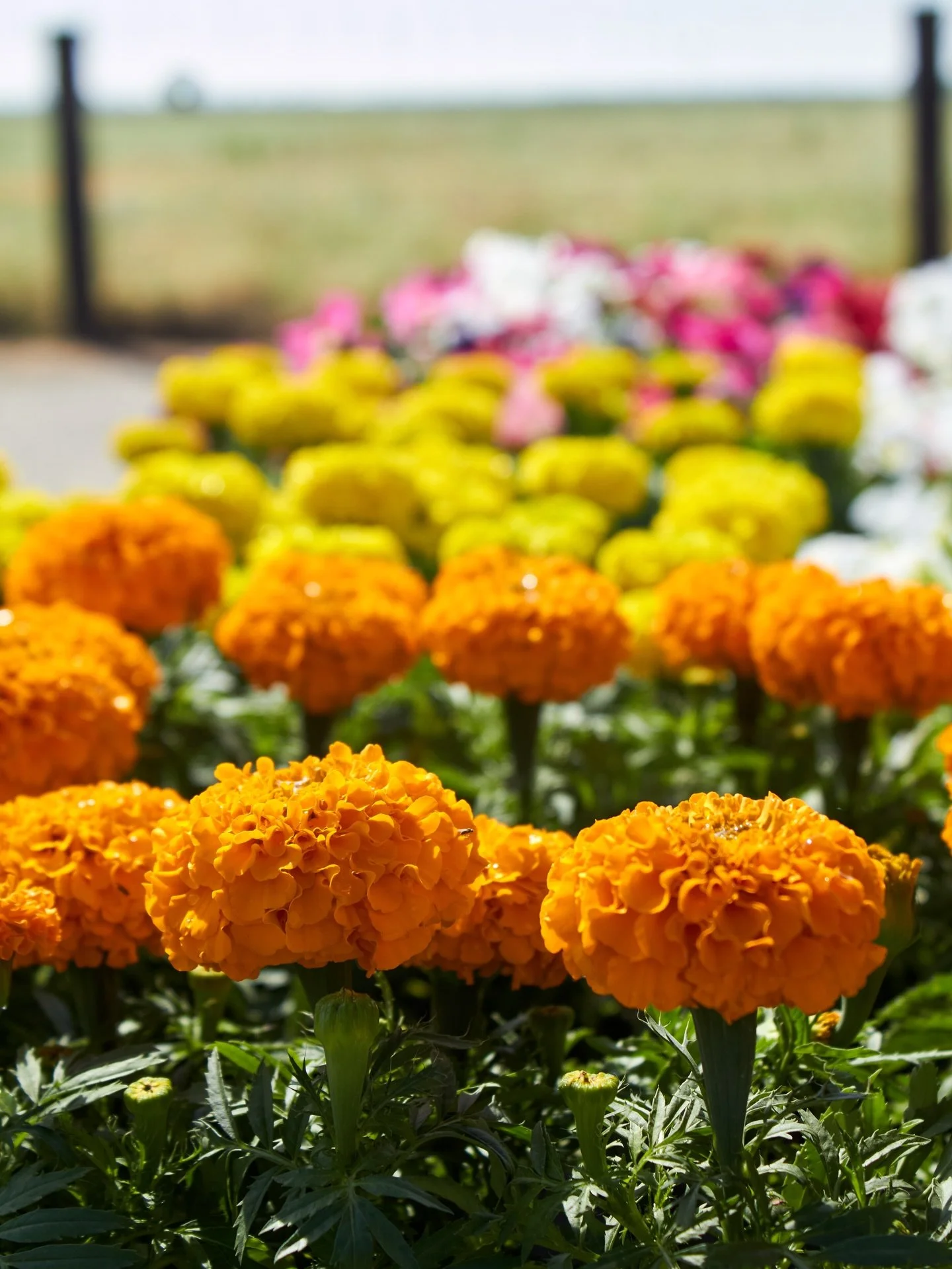 Not only are marigolds vibrant and beautiful, they&rsquo;re also great for your garden. A natural pest deterrent for vegetable beds and perfect for attracting pollinators.

#marigolds #pollinator #fresnocalifornia #cloviscalifornia