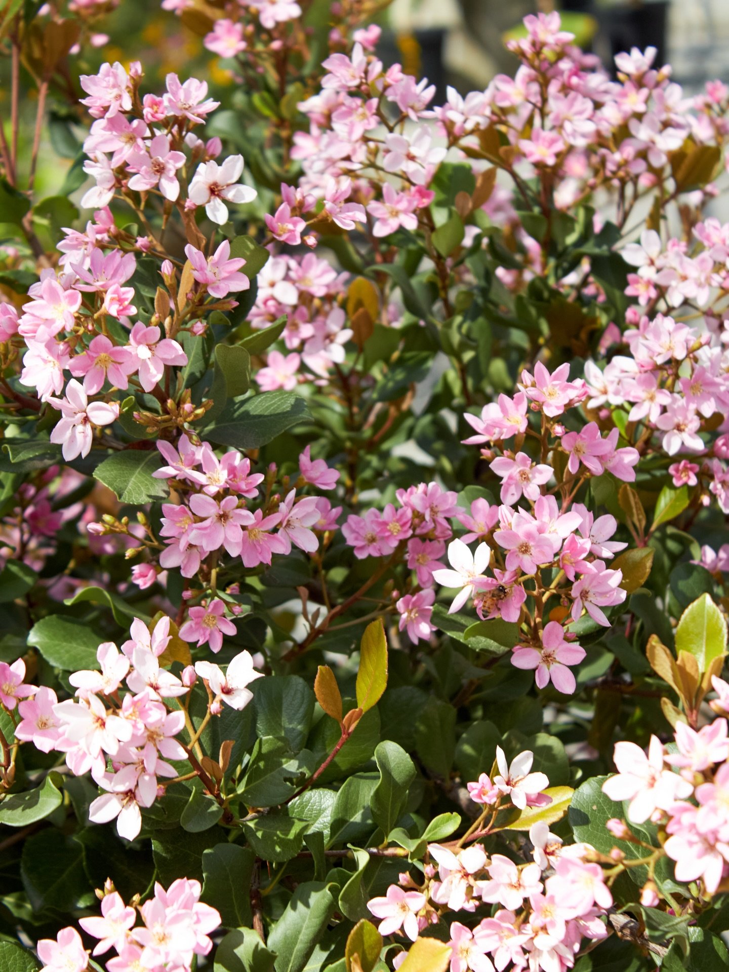 It&rsquo;s time for spring planting!

We have these beautiful Rhaphiolepis &lsquo;Pink Lady&rsquo; and &lsquo;Clara&rsquo; in stock and even better, they&rsquo;re 30% off! Stop by and grab yours while the sale lasts. 

#springblooms #springplanting #