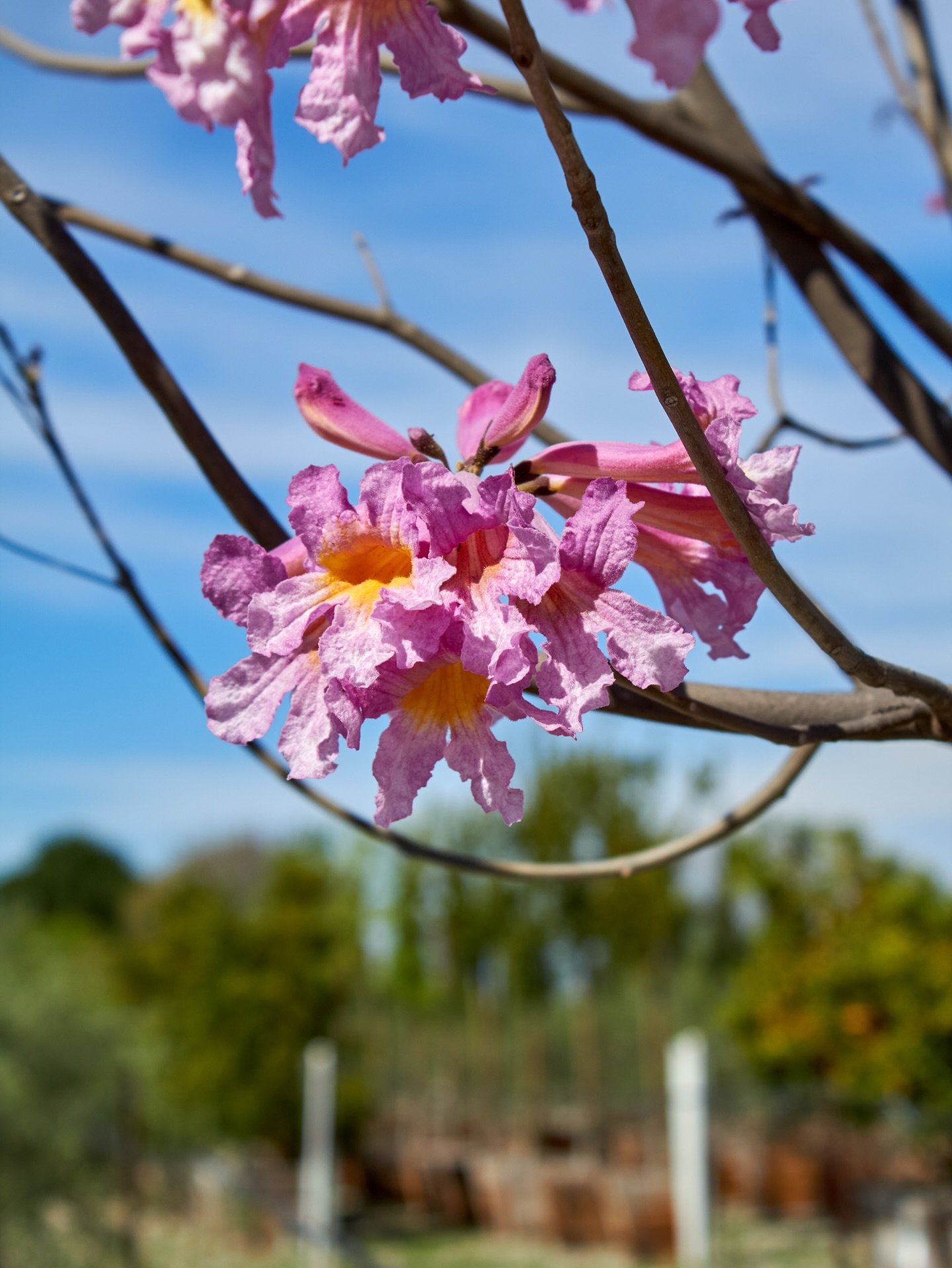 The Tabebuia &lsquo;Rosea&rsquo; (Pink Trumpet Tree) is a stunning, unique tree with its beautiful blooms and structure. Stop by and check it out!