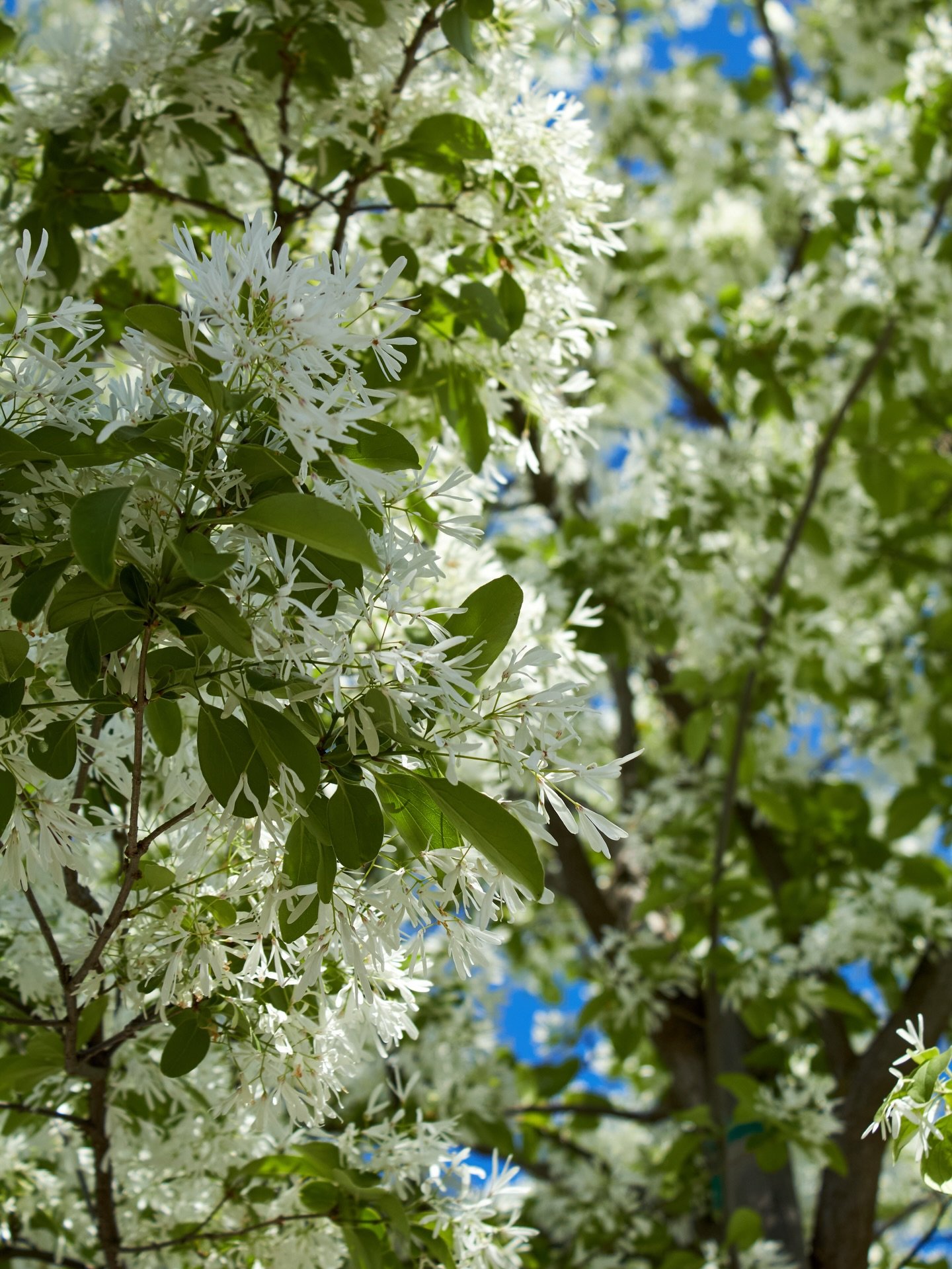 Chionanthus Virginicus (White Fringe Tree) is a beautiful shrub or small tree.

#whitefringetree #fringetree #fresnocalifornia #cloviscalifornia
