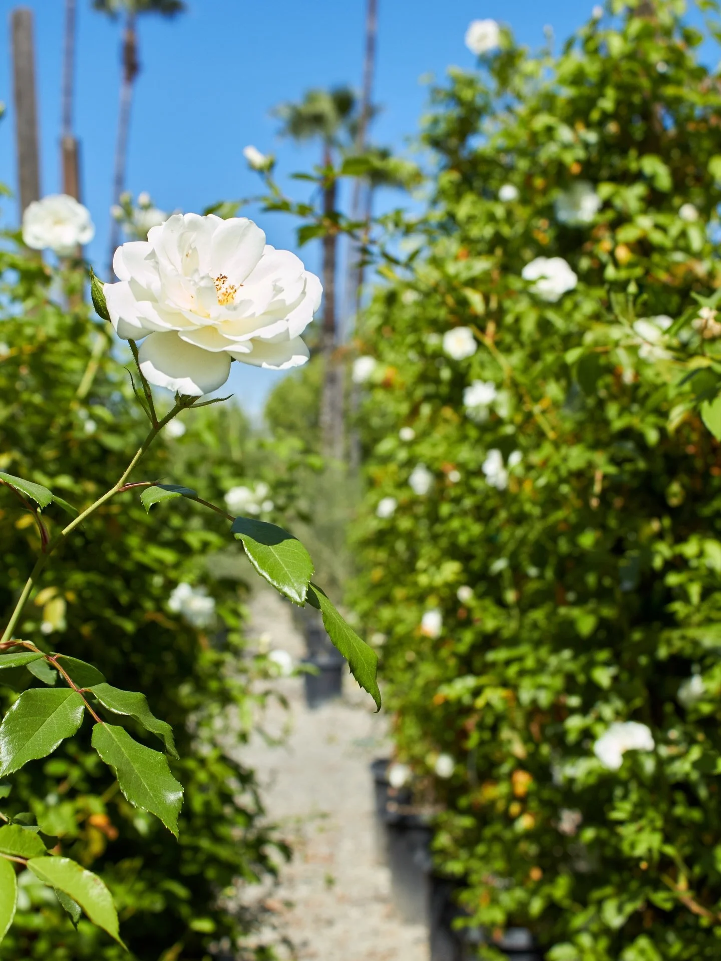 Climbing iceberg roses are in bloom.