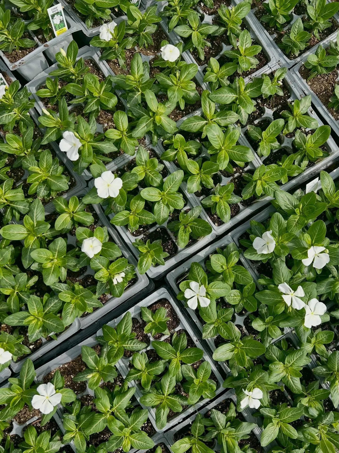 Monday morning deliveries! 

#latestarrivals #plantnursery #fresnocalifornia #cloviscalifornia