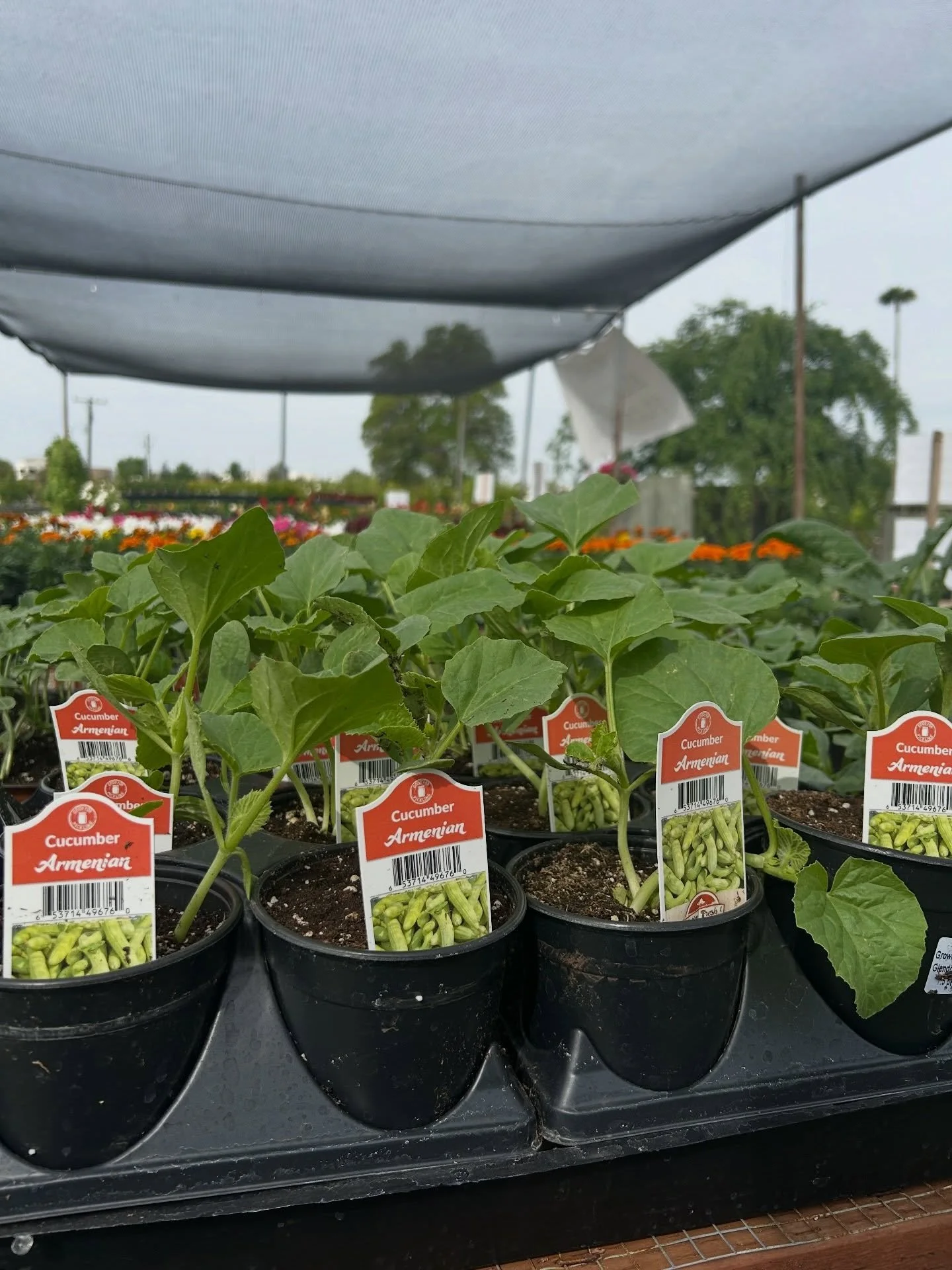 Veggies have been restocked.

#latestarrivals #fresnocalifornia #cloviscalifornia