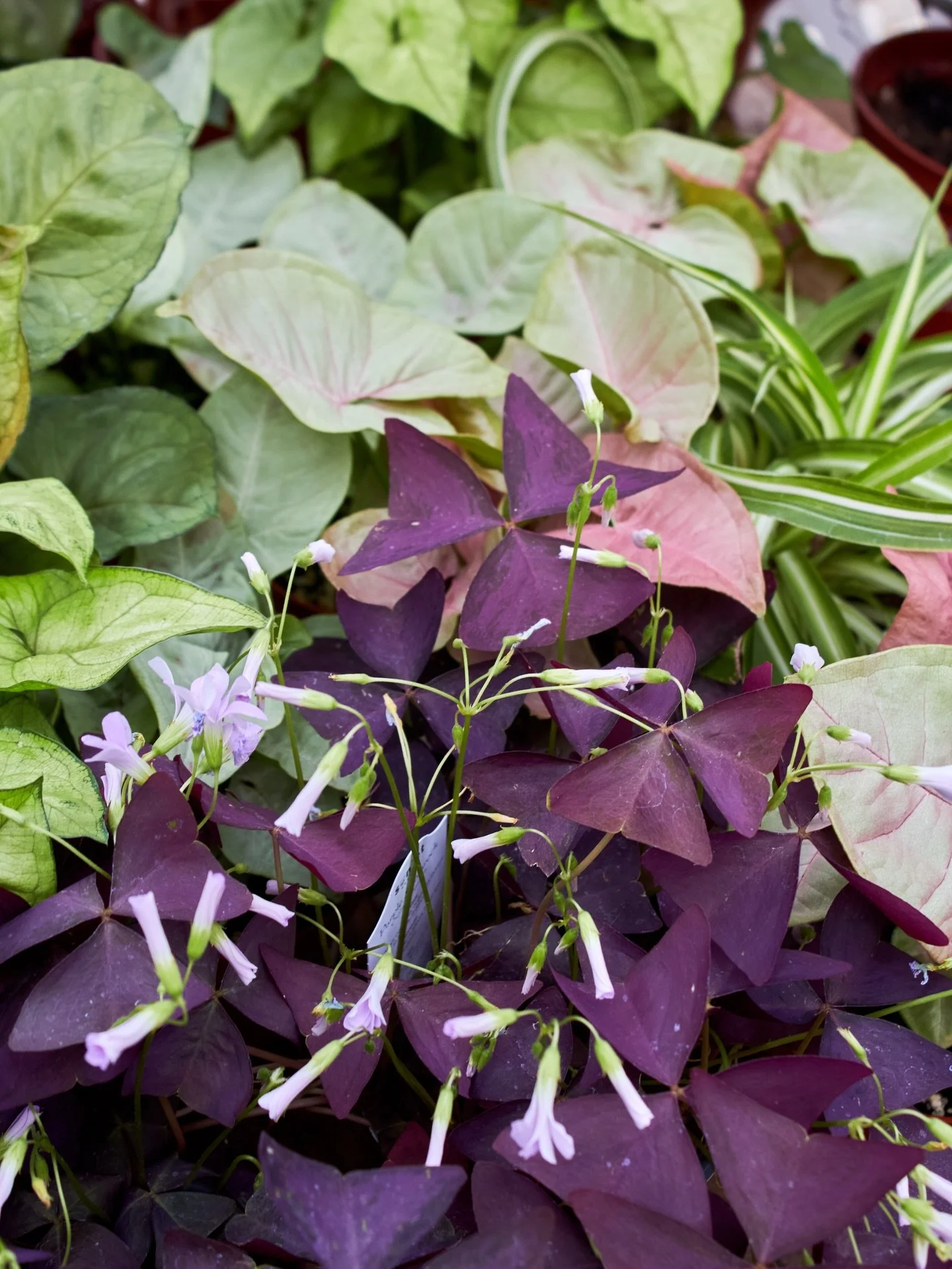 Remember we have house plants in stock! Stop by to check them out. 

#houseplants #fresnocalifornia #cloviscalifornia #plantnursery