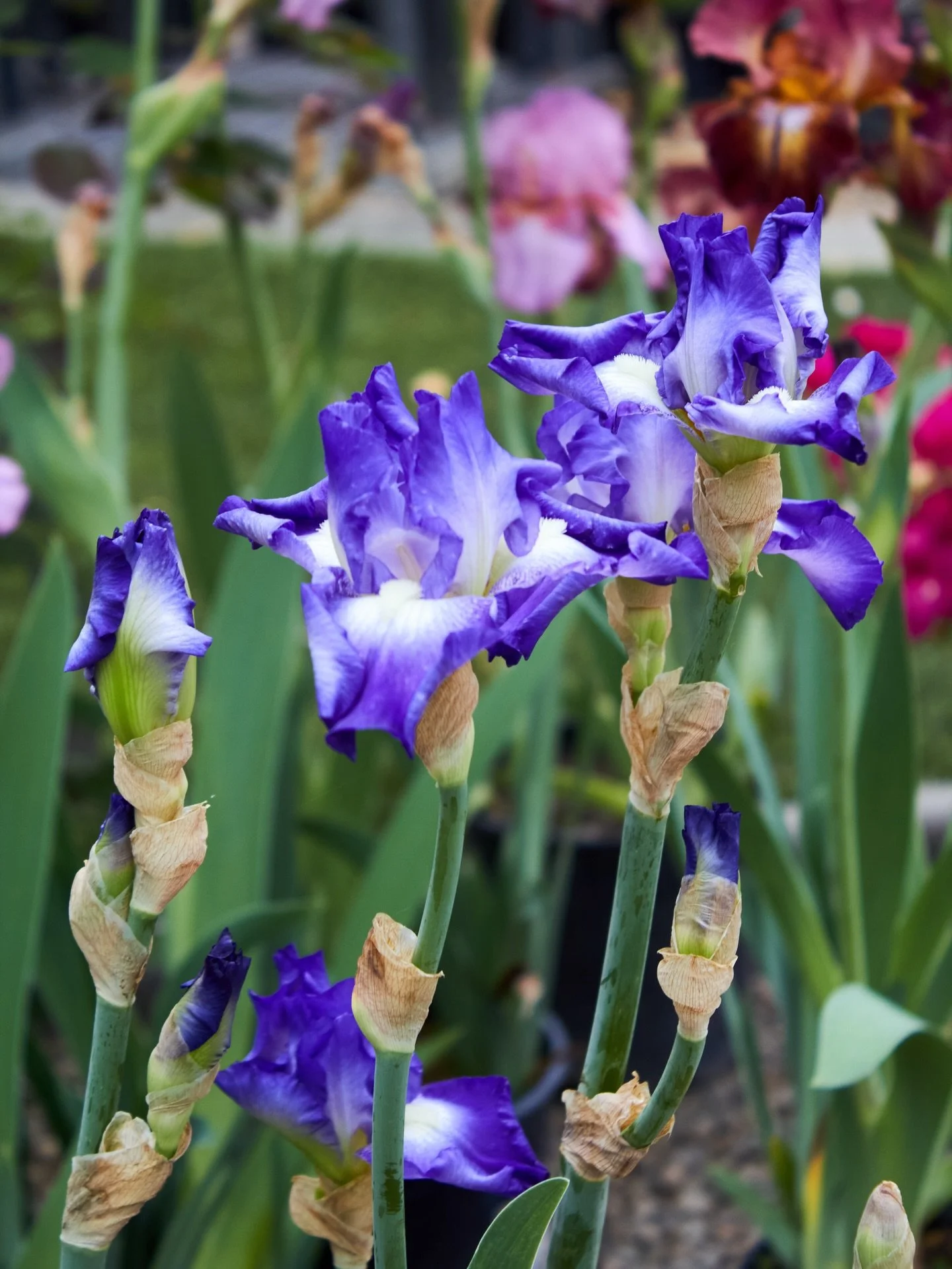 These reblooming irises are absolutely stunning right now. 

#blooming #rebloomingiris #irisesinbloom #fresnocalifornia #cloviscalifornia