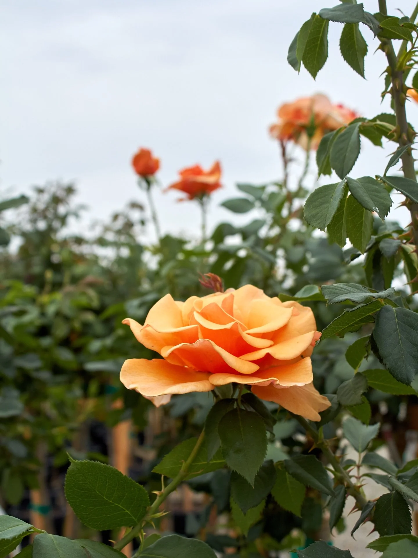 The rose trees are in full bloom right now.

#rosetrees #rose #plantnursery #fresnocalifornia #cloviscalifornia