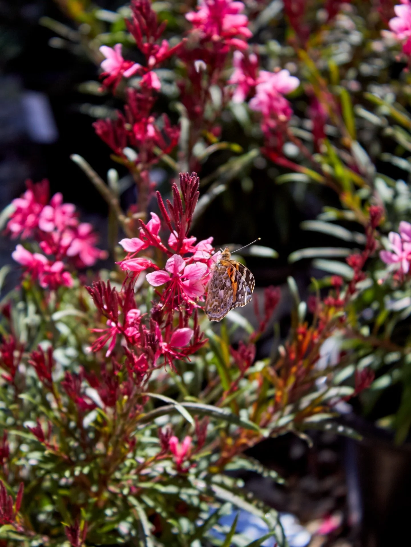 The nursery is looking so beautiful today.