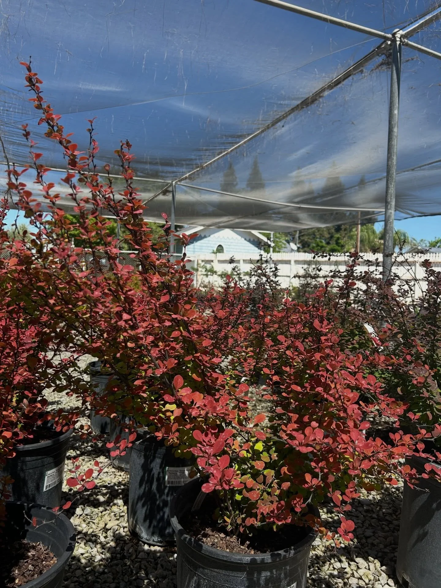 Looking for barberry? We&rsquo;ve got it. Stop by to check it out.