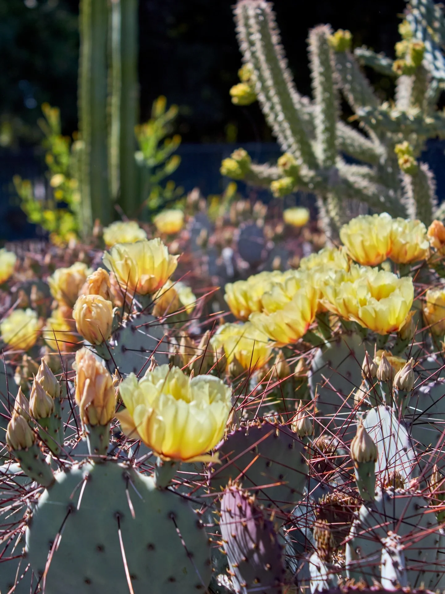 In bloom! 

#cactus #cacti #fresnocalifornia #cloviscalifornia #plantnursery