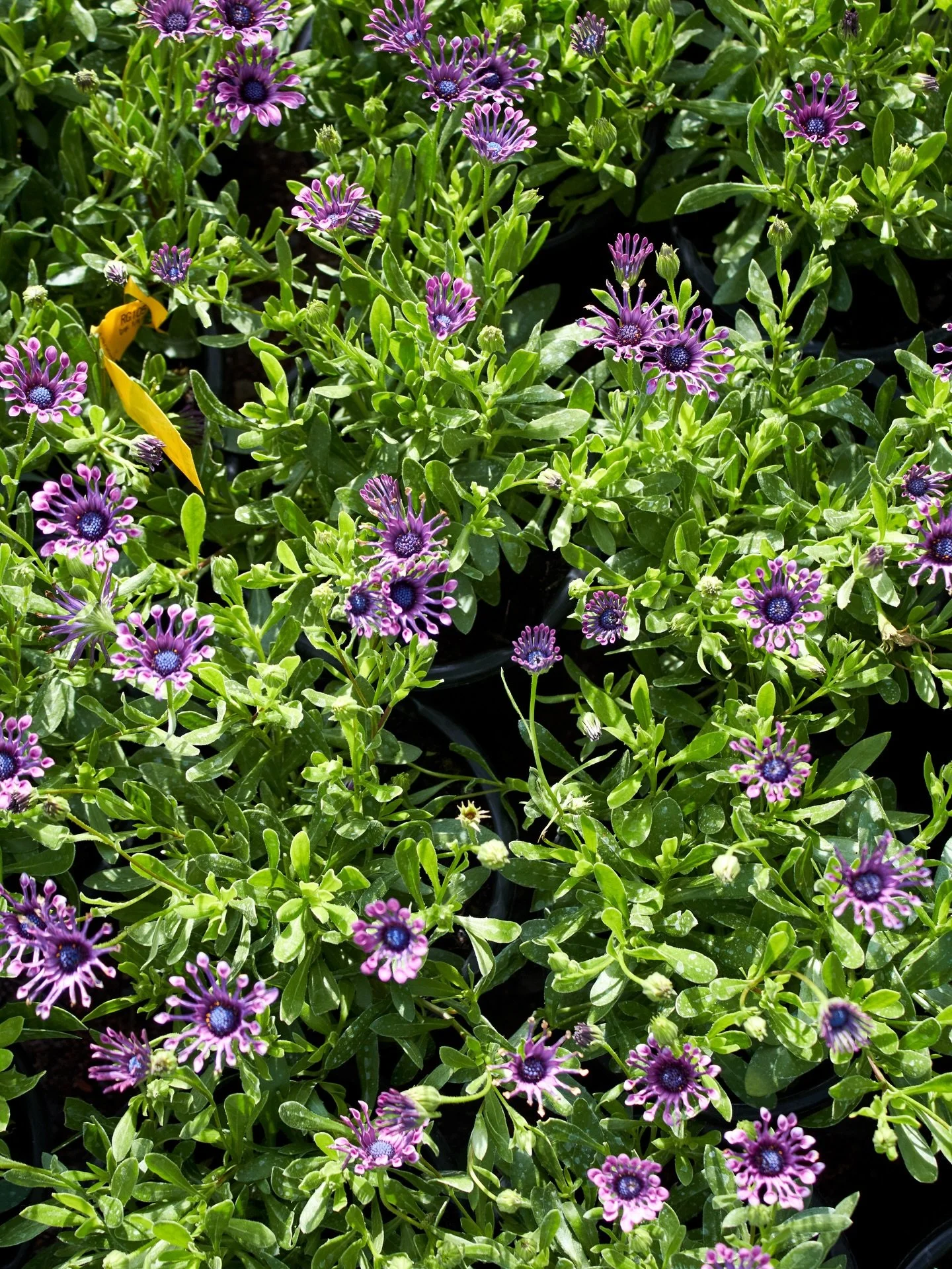 Latest arrivals: 4/9