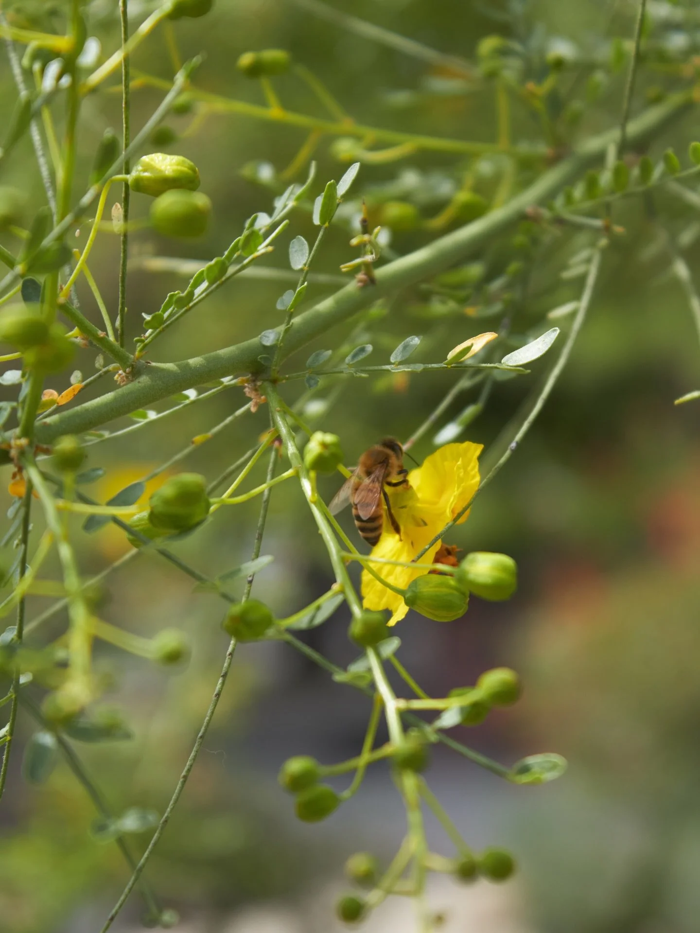 It&rsquo;s all yellow 🐝

#plantnursery #spring #fresnocalifornia #cloviscalifornia