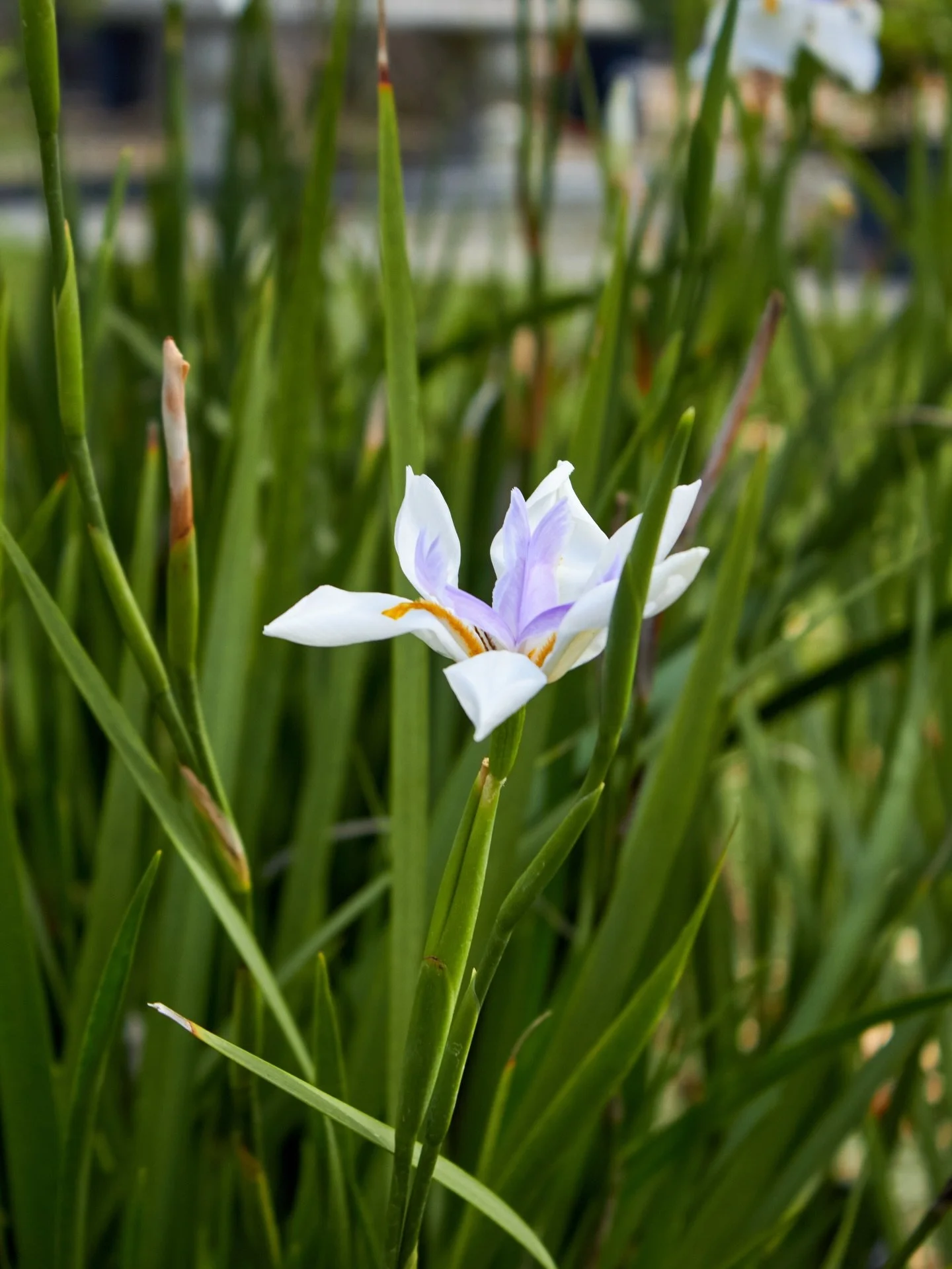 Stop by to check out what&rsquo;s in bloom right now.