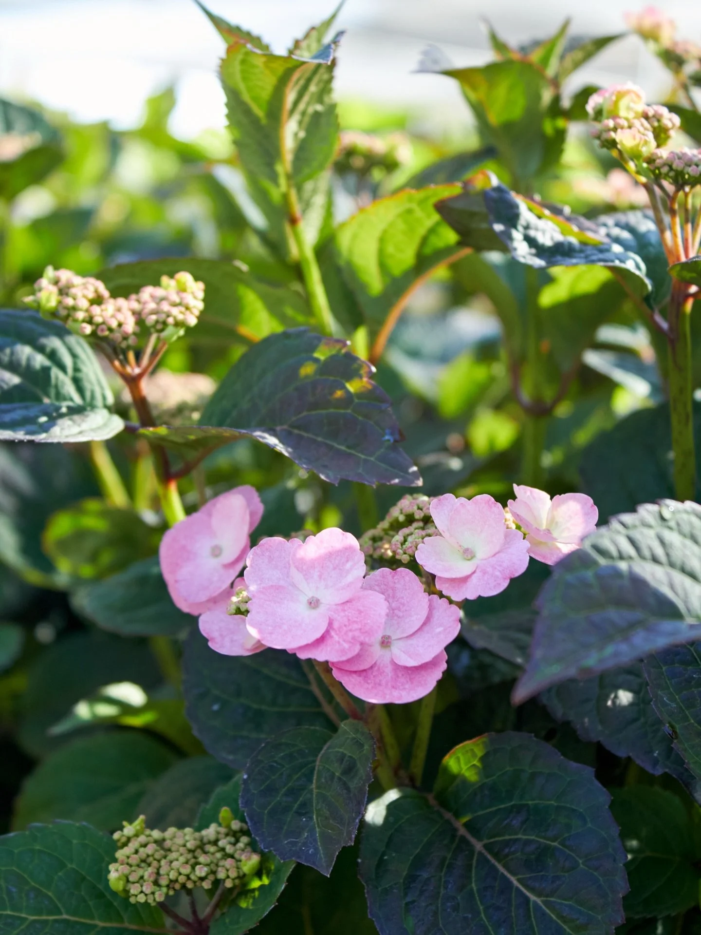 Hydrangeas are starting to bloom. Check in with us regularly to see what we have in stock. 

#plantnursery #hydrangeaseason #fresnocalifornia #cloviscalifornia